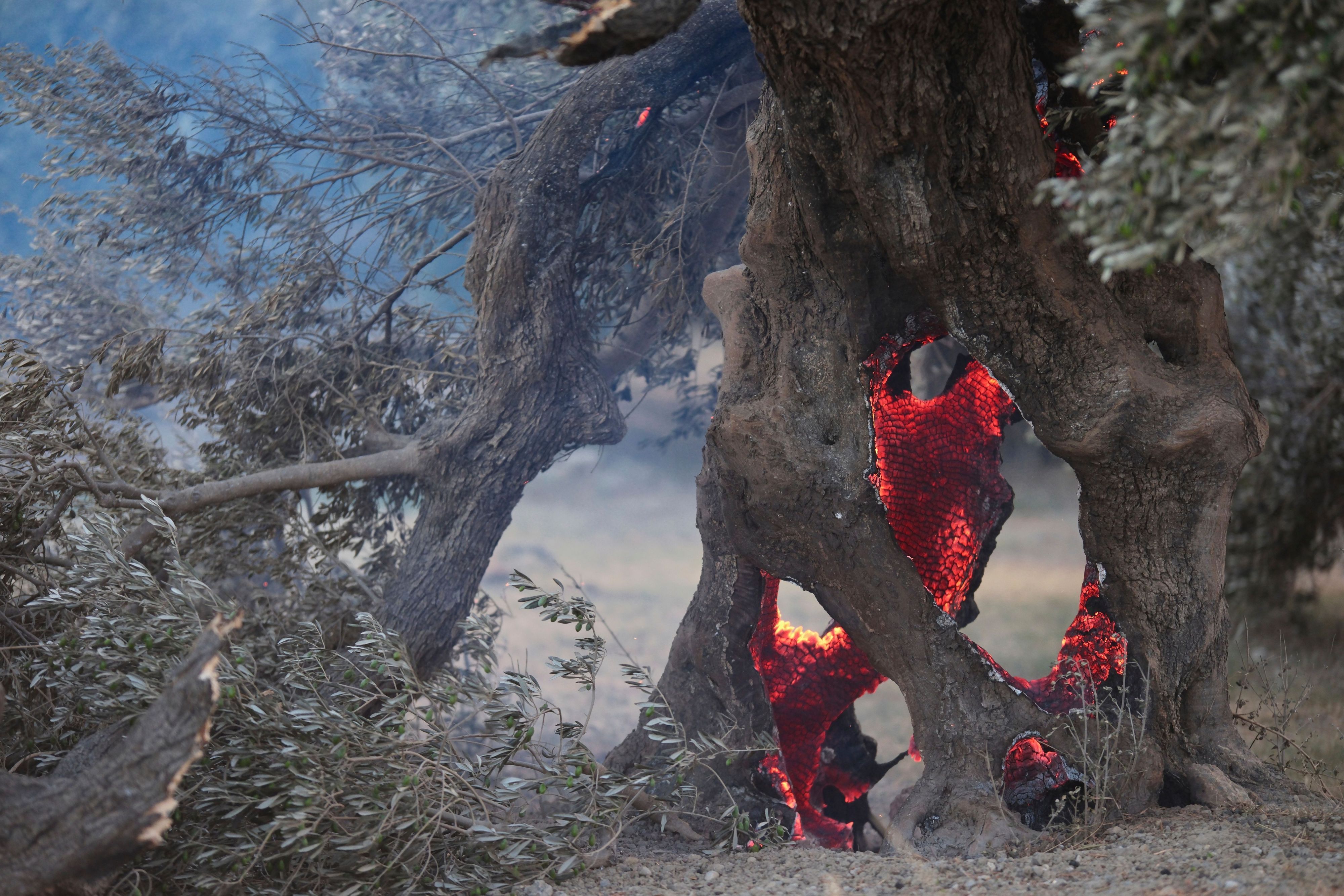 Bei einem Waldbrand in der Region Rethymno auf der südgriechischen Insel Kreta loderten die Flammen um einen Olivenbaum.