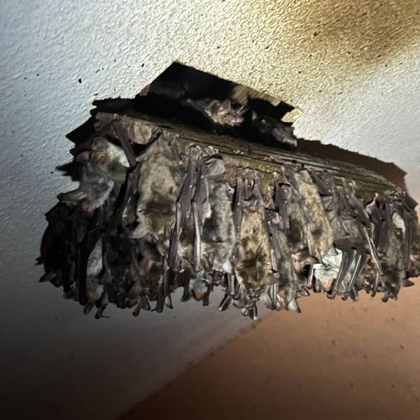Dicht an dicht hängen die Fledermäuse an der Decke der Wohnung im Dachschoss des Pfarrhauses in Eitorf.