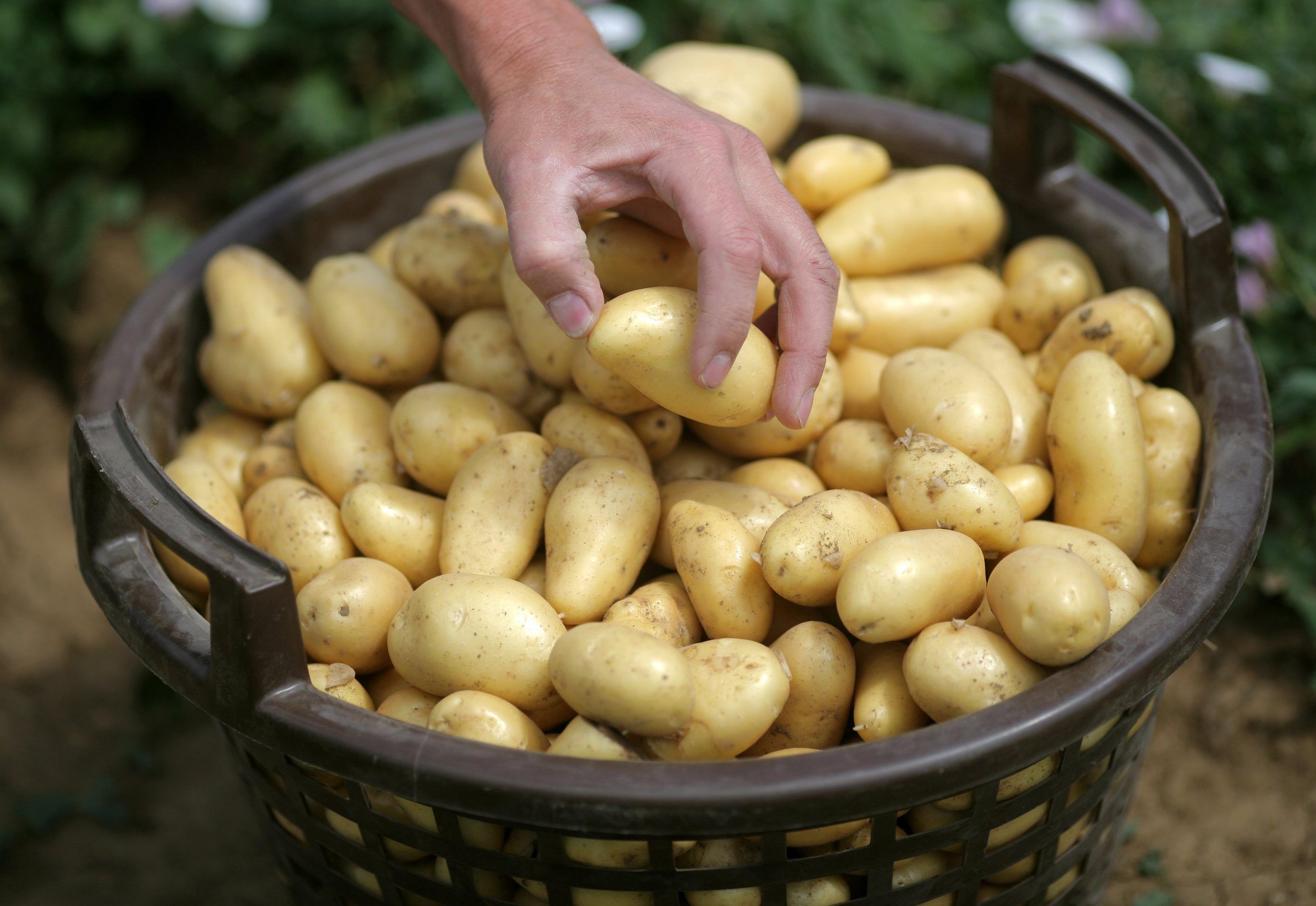 Ein Mann greift auf einem Kartoffelacker in einen Korb Kartoffeln der Sorte Annabella.