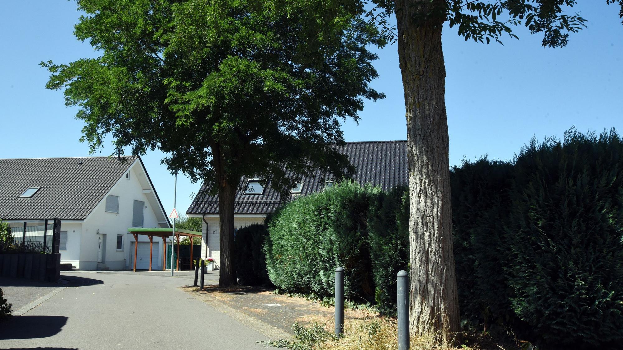 Das Foto zeigt zwei Robinien am Lupinenweg in Nümbrecht.