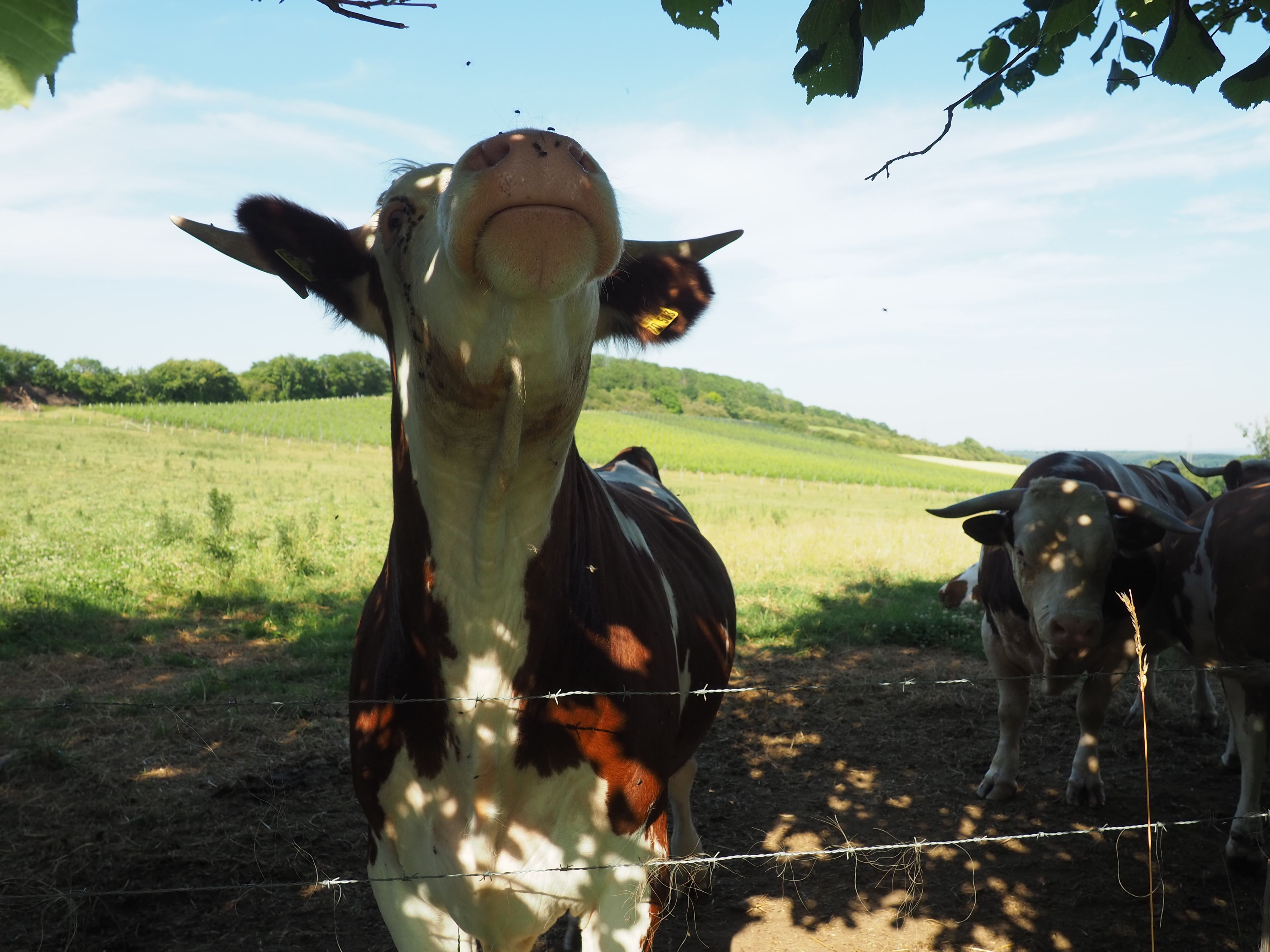 Ein Rind steht im Vordergrund, ein weiteres ist im Hintergrund zu sehen.