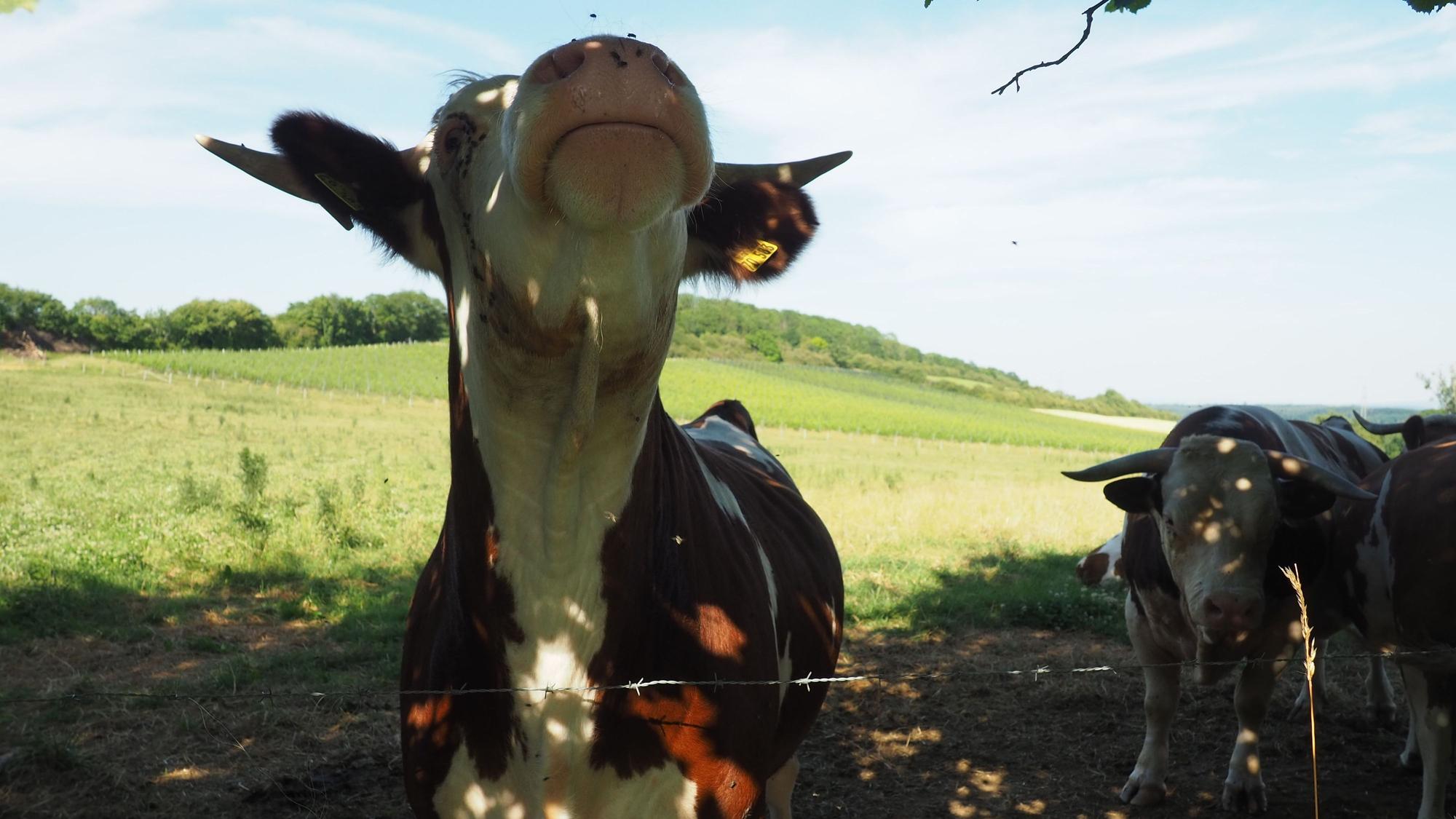 Ein Rind steht im Vordergrund, ein weiteres ist im Hintergrund zu sehen.