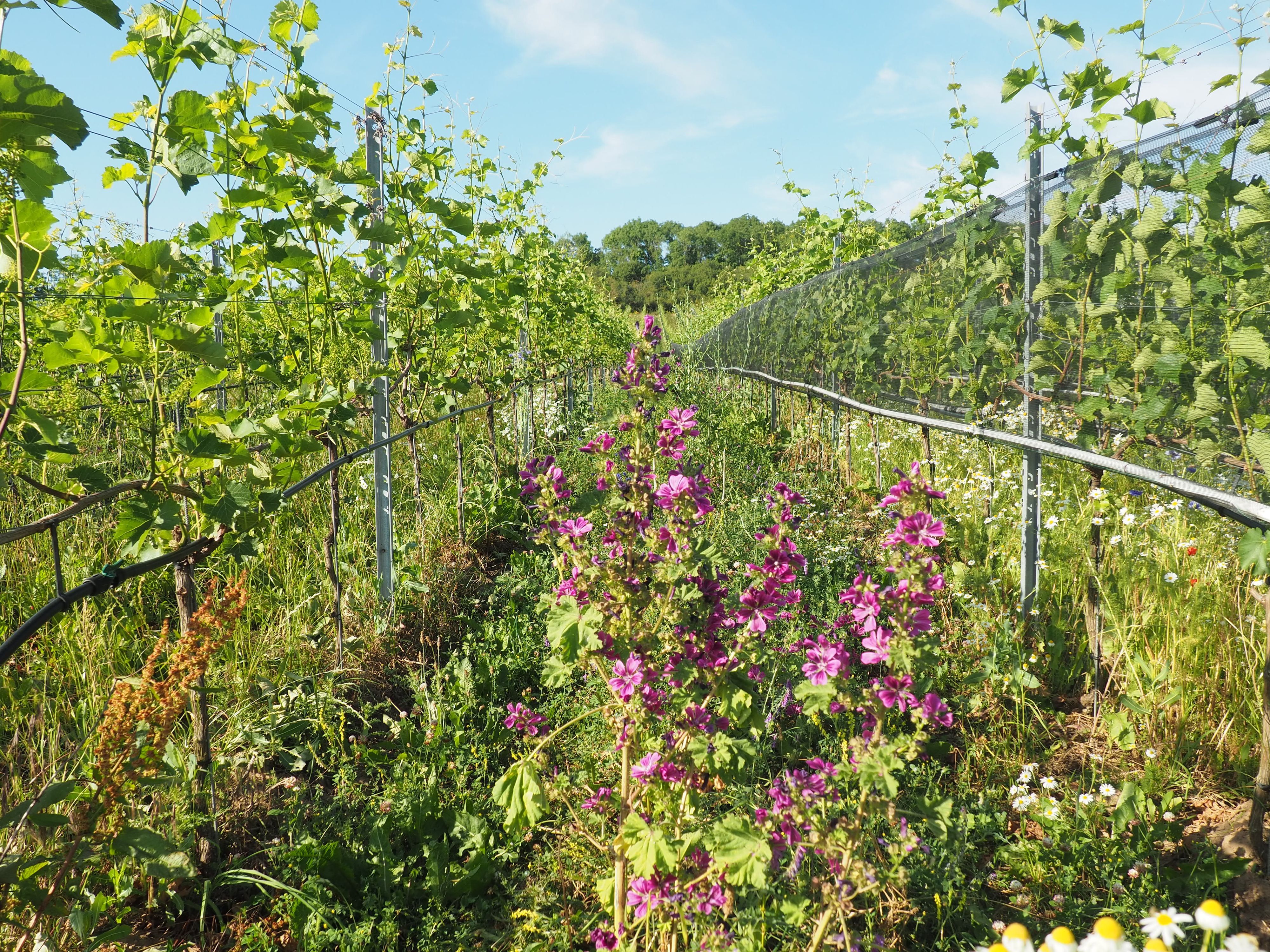 Zwischen zwei Reihen mit Weinstöcken ist ein Beet mit anderen blühenden Pflanzen zu sehen.