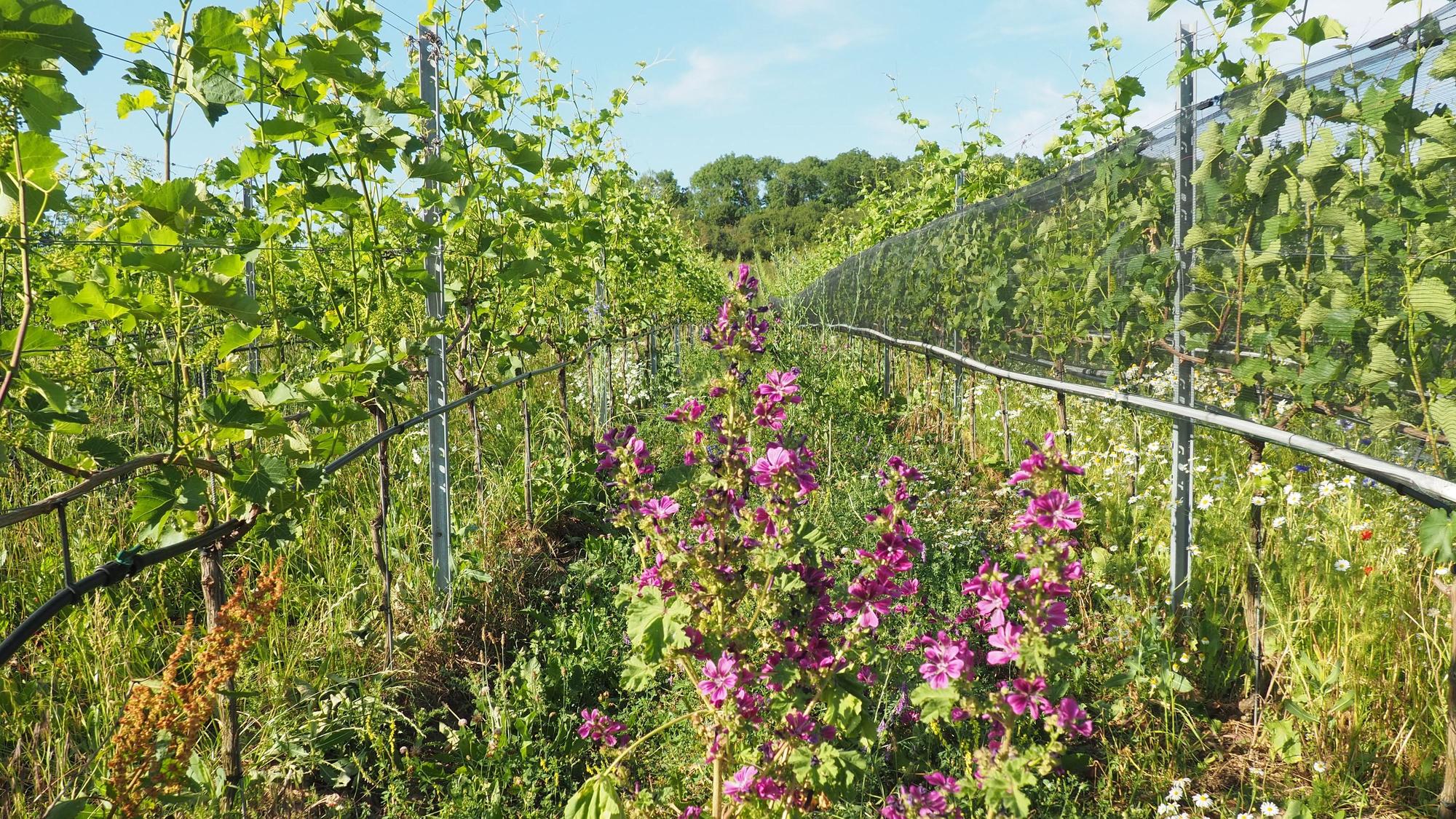 Zwischen zwei Reihen mit Weinstöcken ist ein Beet mit anderen blühenden Pflanzen zu sehen.