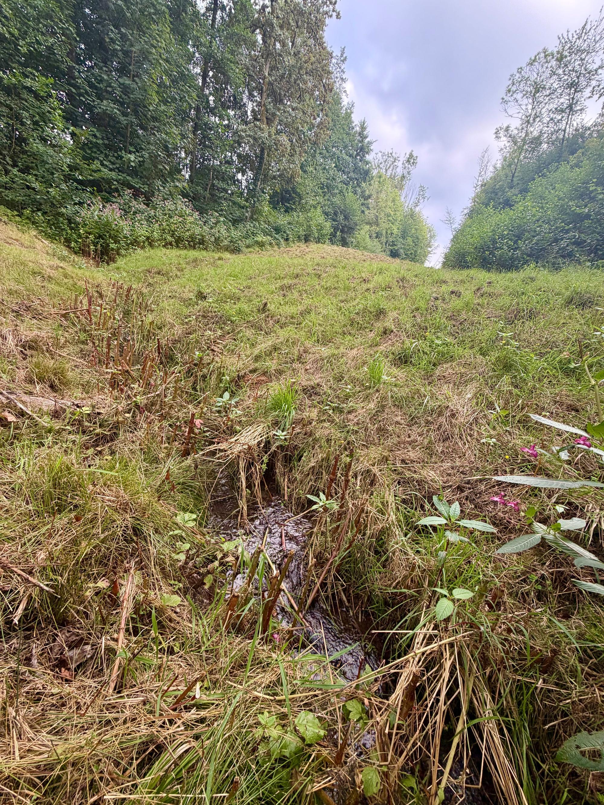 Hinter dem aufgestauten Teich kommt nur noch ein Rinnsaal raus.