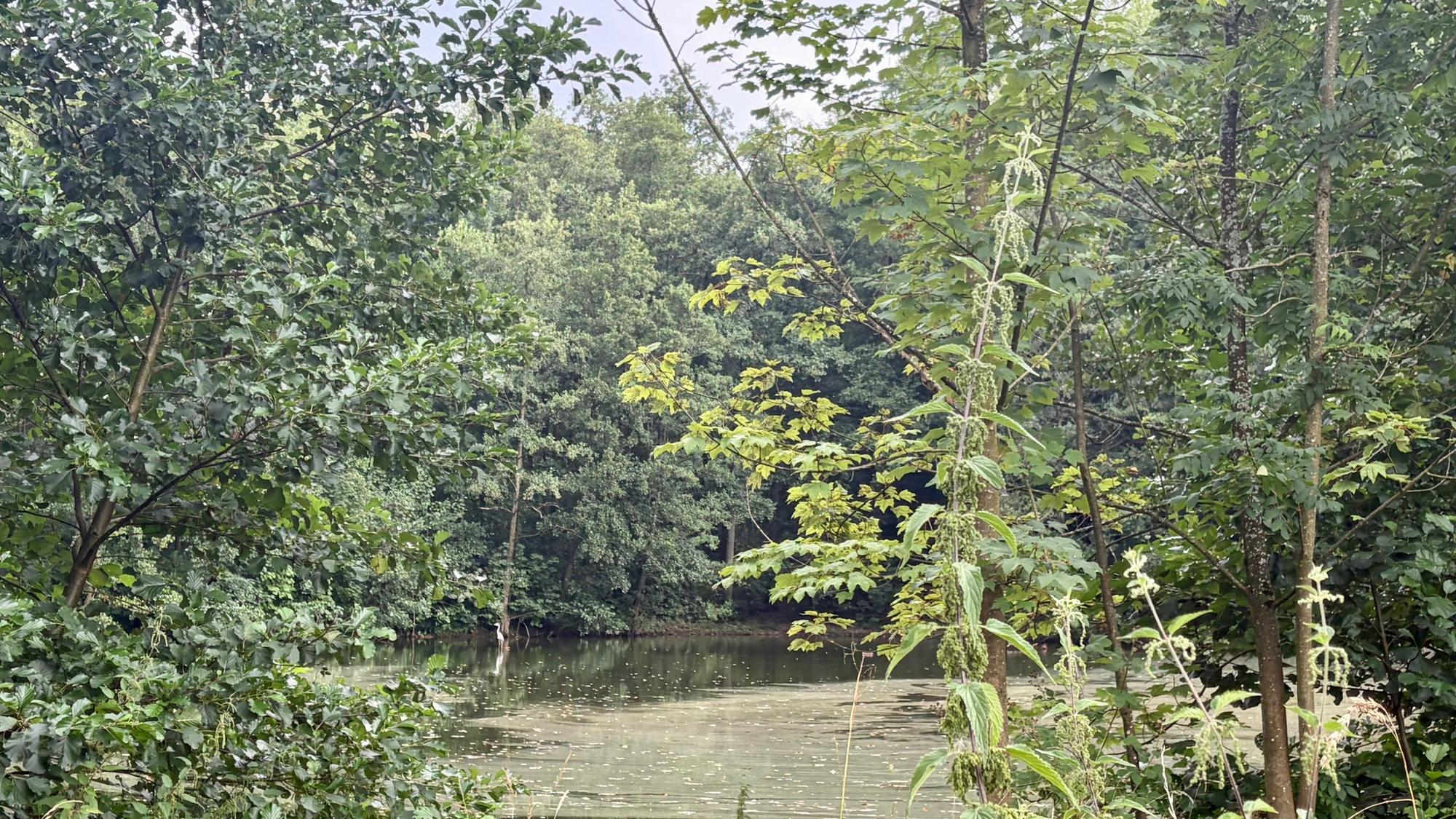 Der Horkenbach soll renaturiert werden.