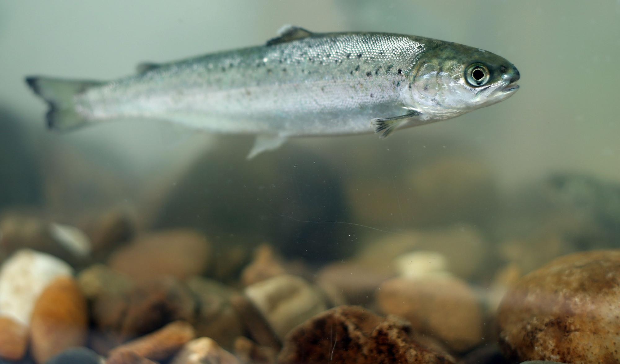 Ein junger Maifisch im Rhein.