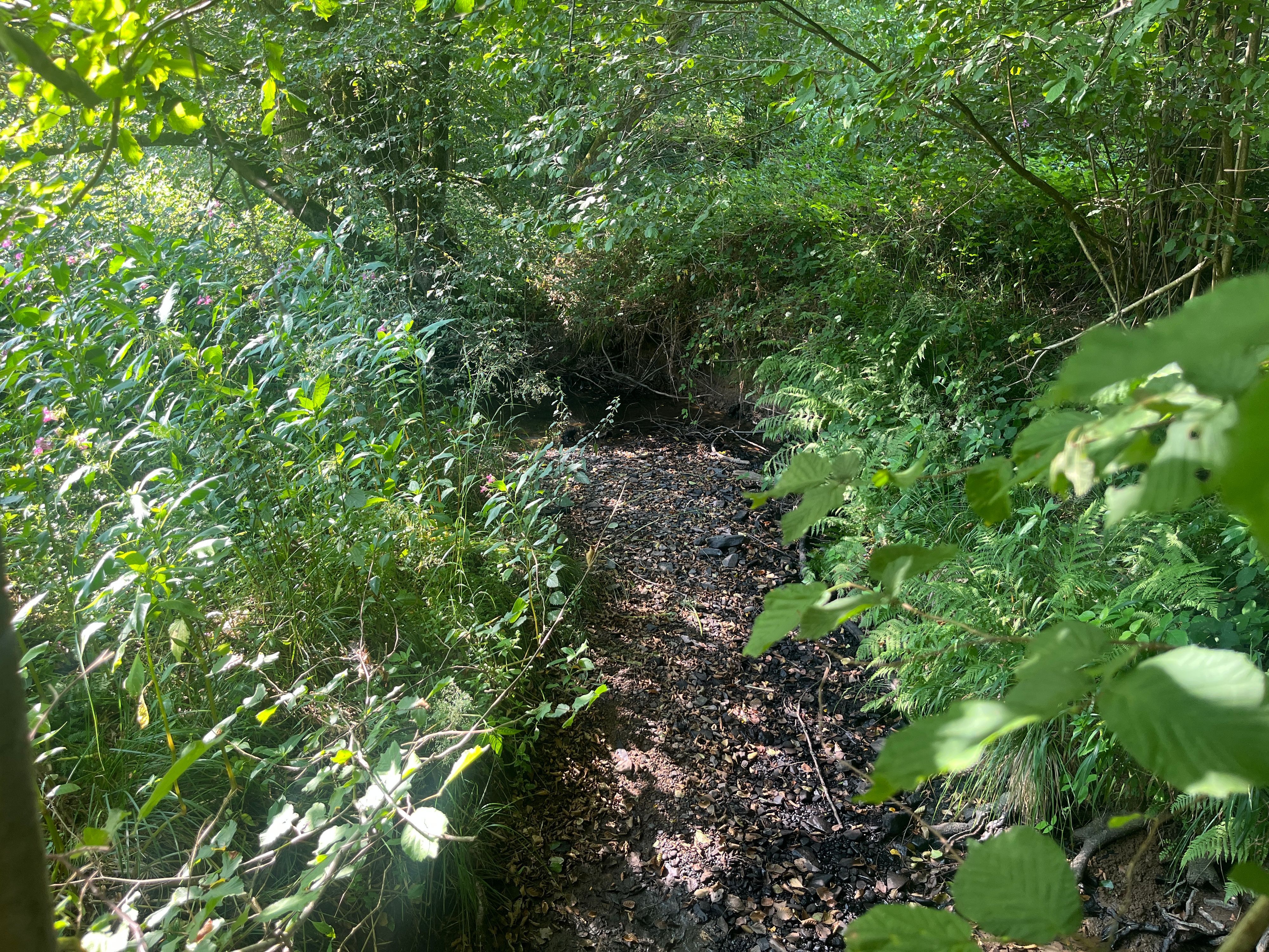 Der Krabach ist ausgetrocknet, Schwarzstörche finden keine Nahrung mehr.