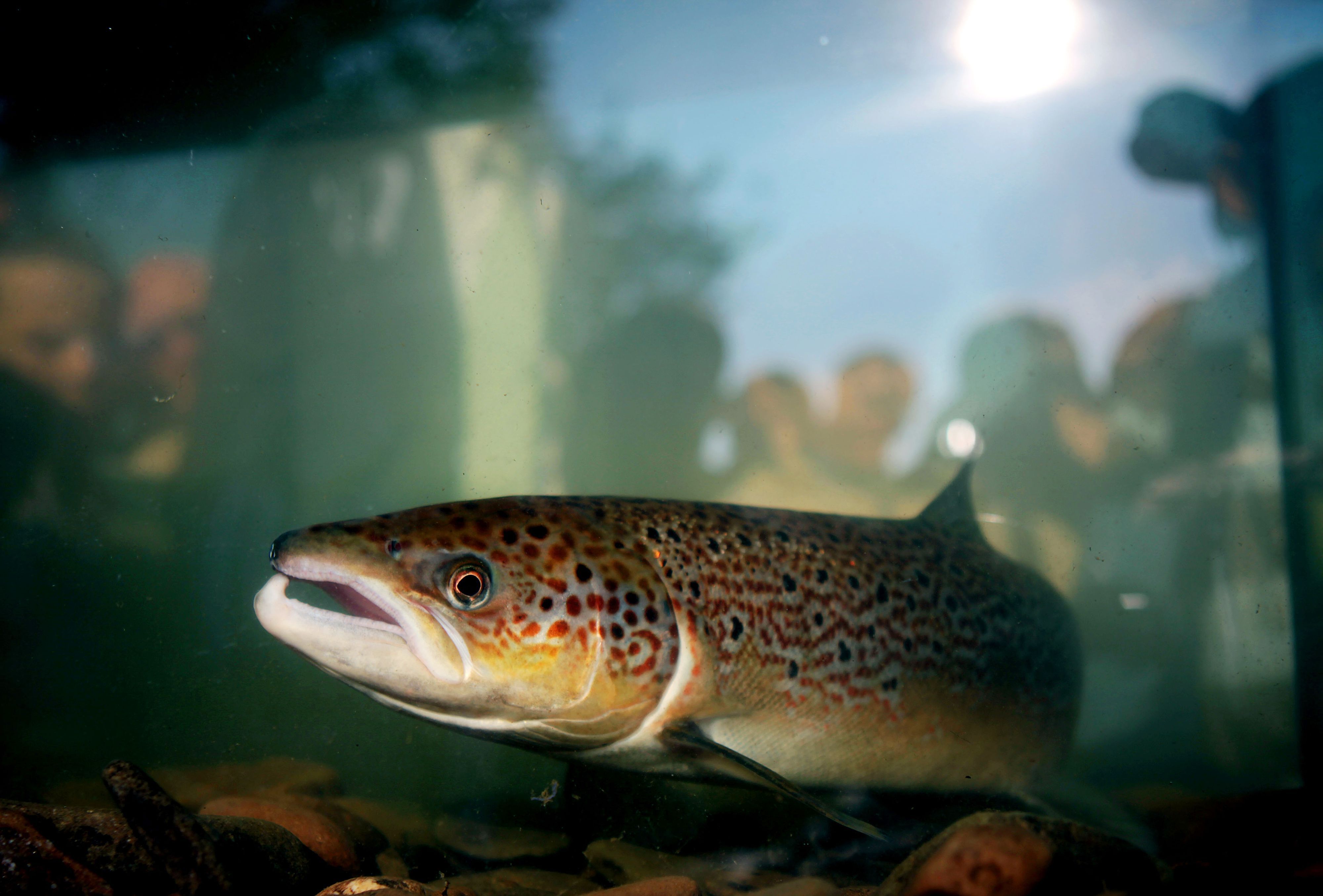 Ein Lachs schwimmt nach seiner Registrierung am Siegwehr bei Siegburg in einem Aquarium.