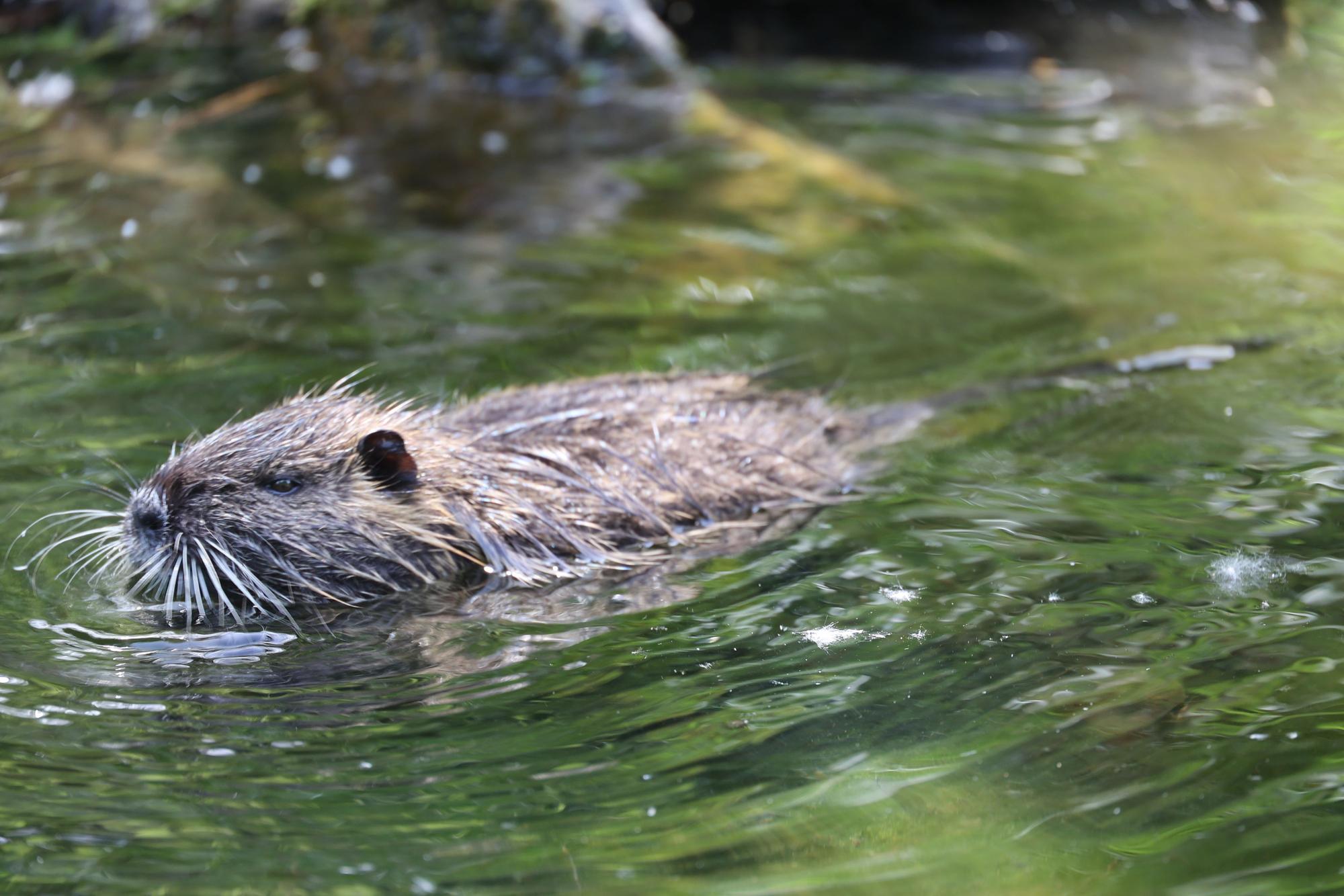 Nutria im Teich im Japanischen Garten