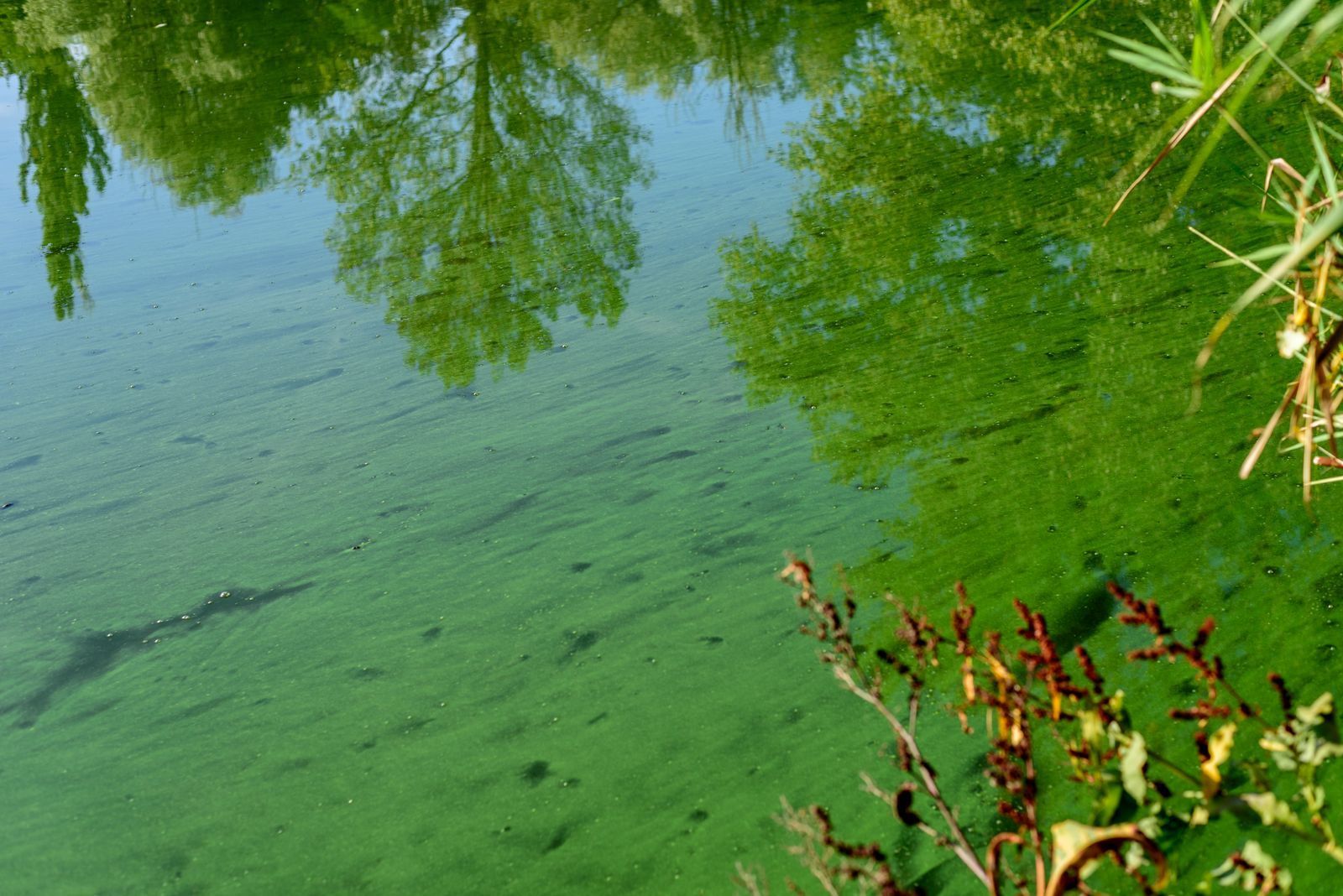 Blaualgen können einen regelrechten Teppich auf der Wasseroberfläche bilden. (Bild: iStock/Ordasi Tatyjana)