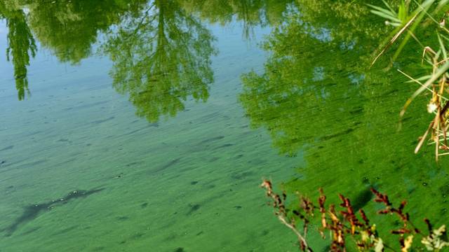 Blaualgen können einen regelrechten Teppich auf der Wasseroberfläche bilden. (Bild: iStock/Ordasi Tatyjana)