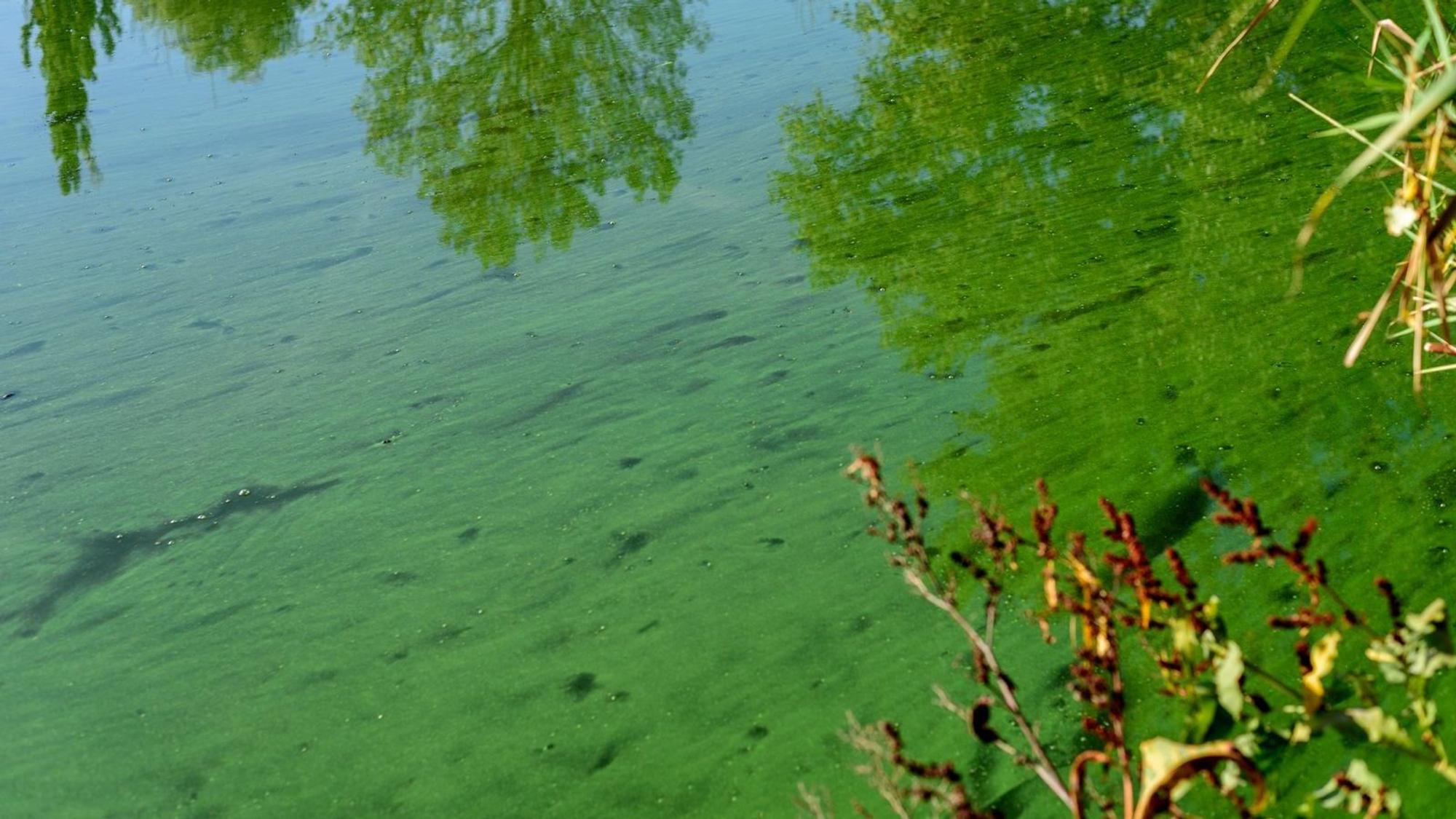 Blaualgen können einen regelrechten Teppich auf der Wasseroberfläche bilden. (Bild: iStock/Ordasi Tatyjana)