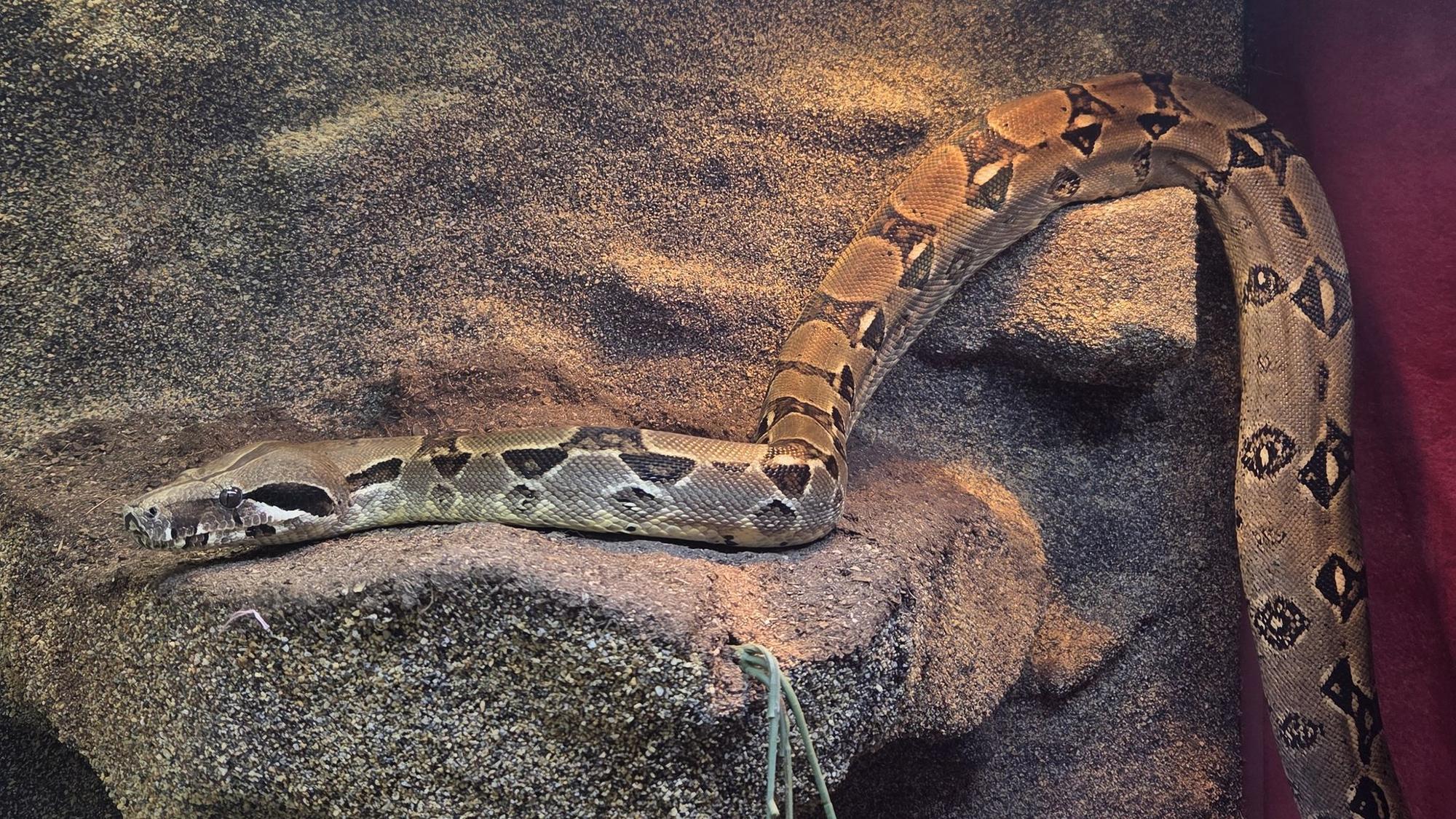 Würgeschlange im Krefelder Garten entdeckt