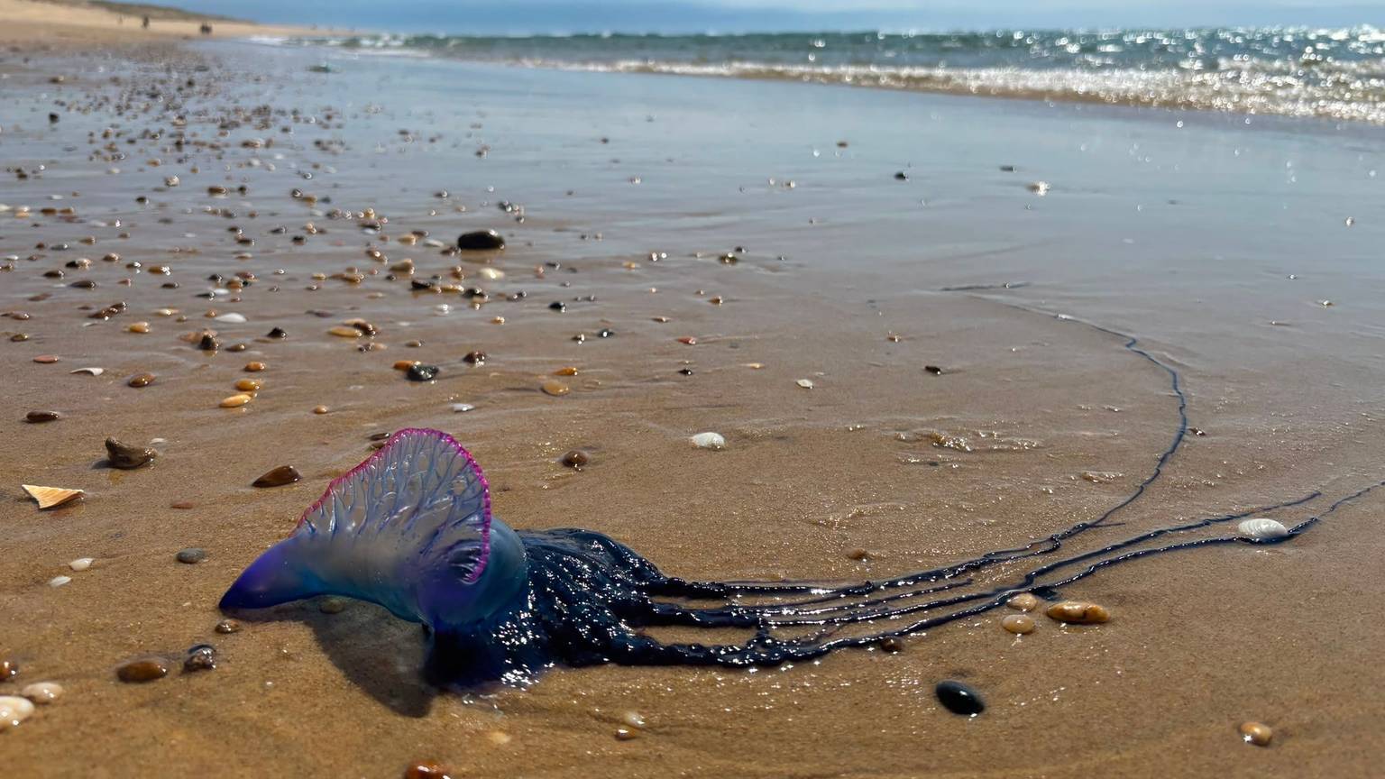 Die Portugiesische Galeere, im Urlaub fotografiert von Lokalredakteurin Susanne Rohlfing