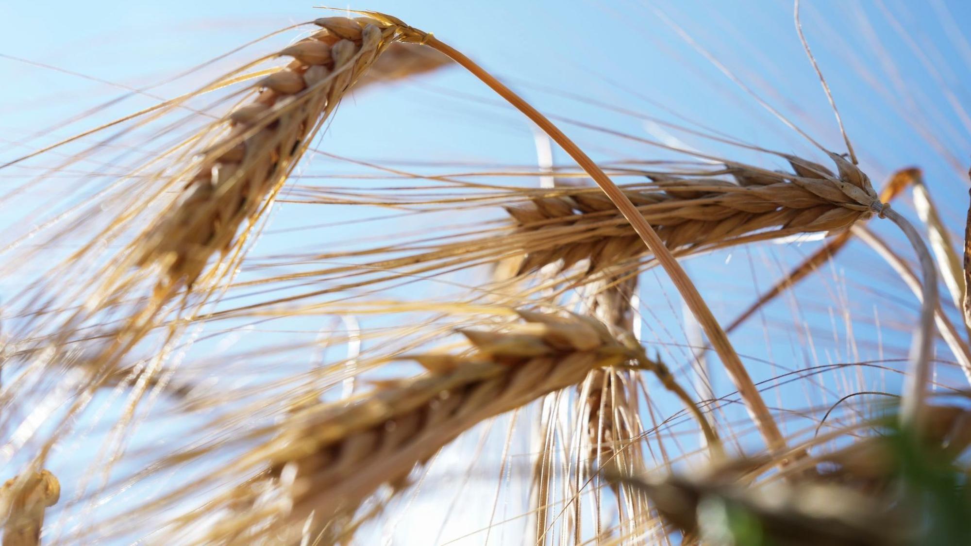 Deutscher Bauernverband zum Ernteauftakt