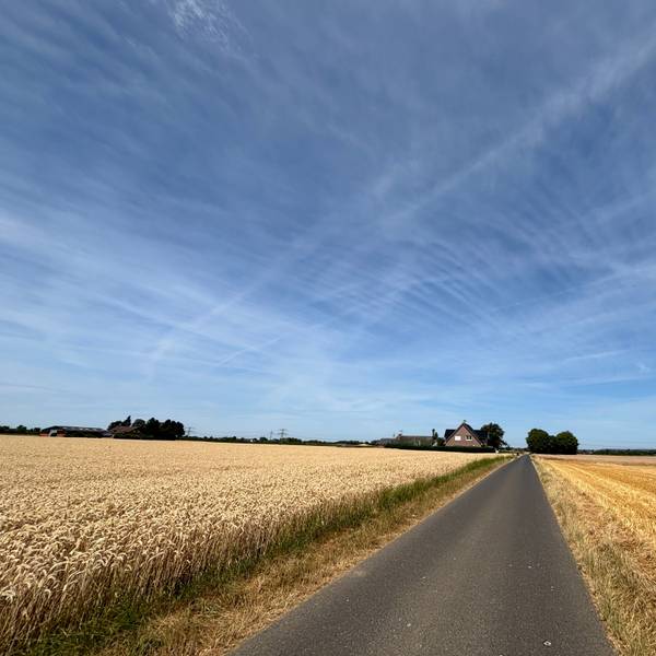 Das Foto zeigt einen Weg, der durch Felder führt.