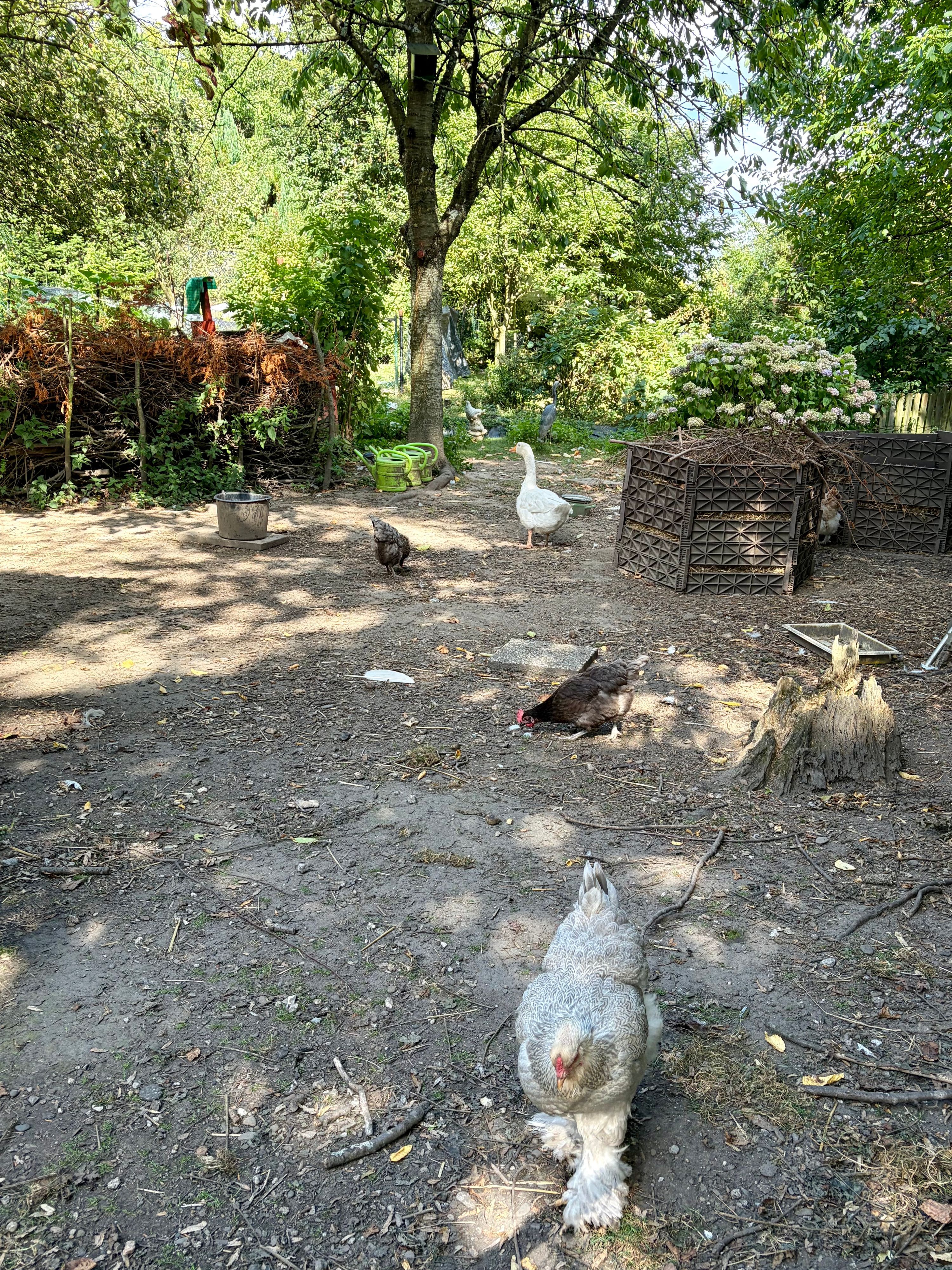 Hühner und Gänse in den Gärten hinter dem Fußballplatz.