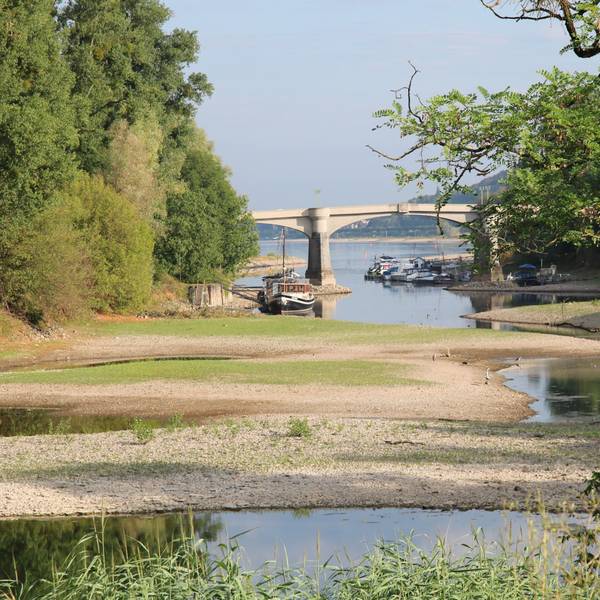 Ein stark verlandeter Seitenarm des Rheins, im Hintergrund die Grafenwerther Brücke.