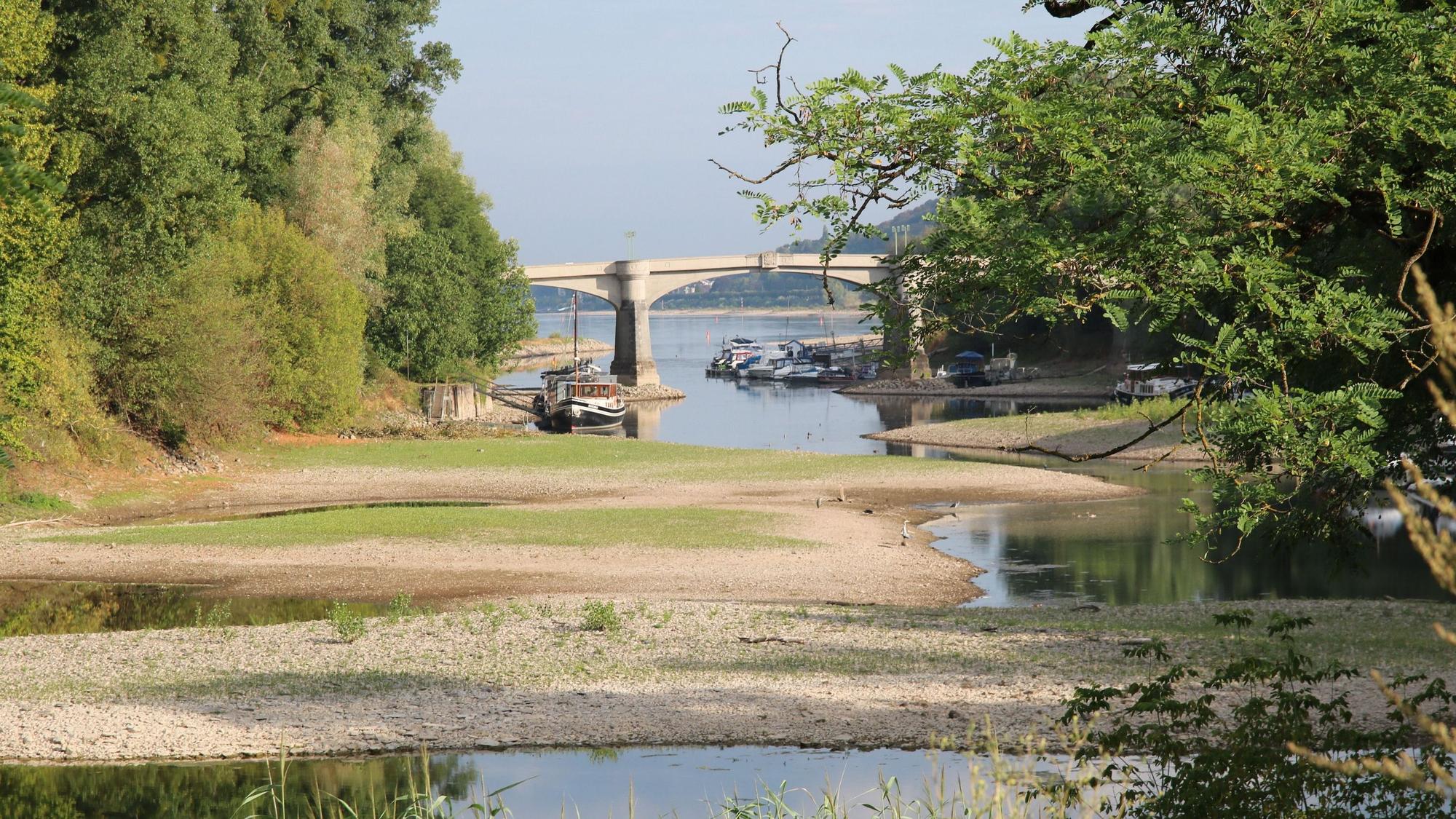 Ein stark verlandeter Seitenarm des Rheins, im Hintergrund die Grafenwerther Brücke.