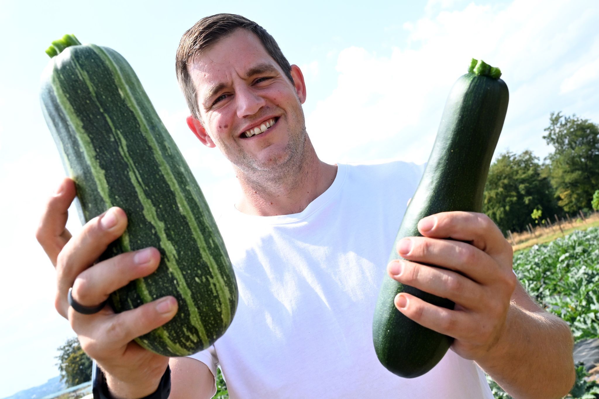 Hobbygärtner erntet Zucchini für Spenden an Tafeln