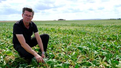 Landwirt Toni Winkelhag kniet in schwarzer Kleidung auf einem Zuckerrübenfeld.