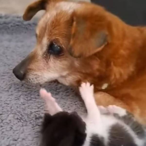 Hundesenior „Tommy“ wird mit 19 Jahren zum Betreuer für Katzenwelpen.