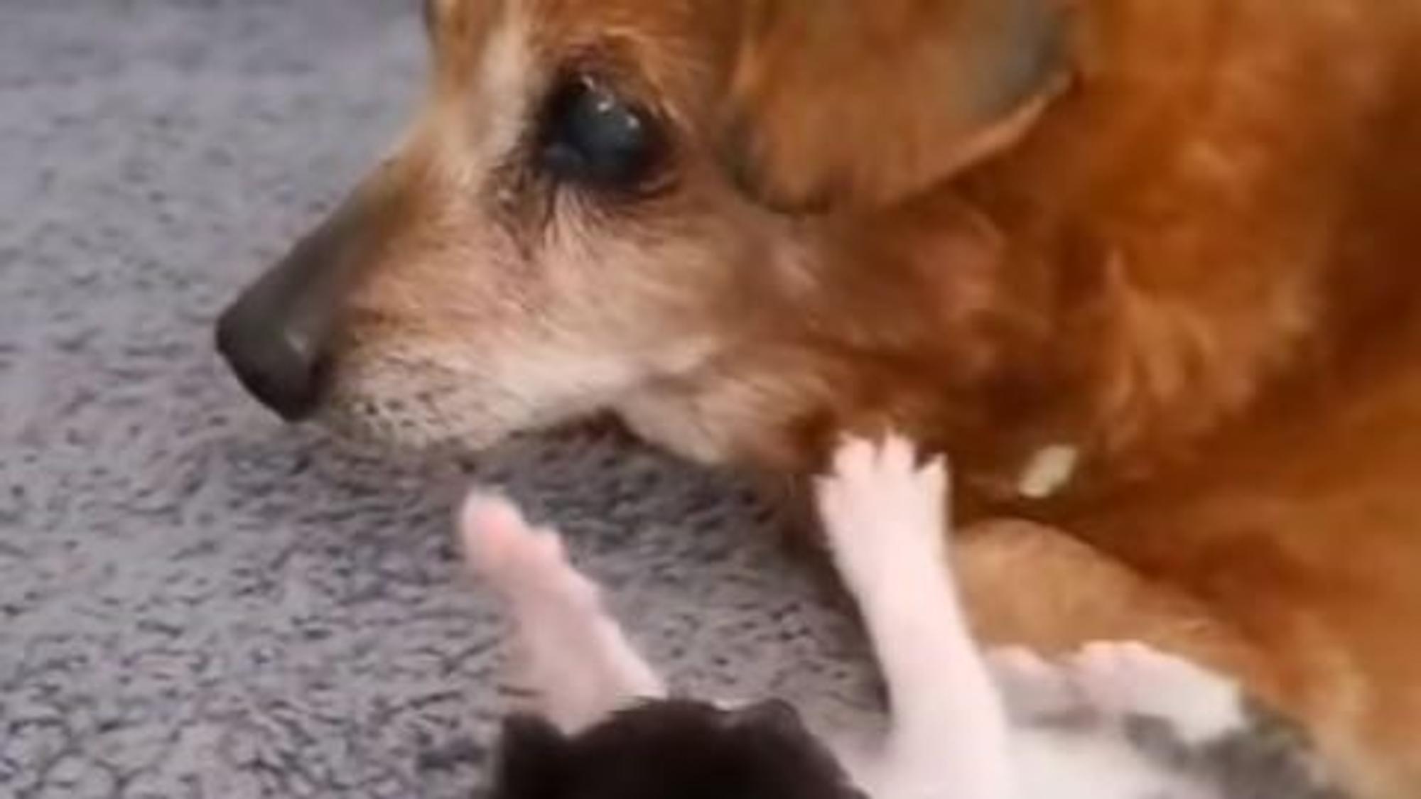 Hundesenior „Tommy“ wird mit 19 Jahren zum Betreuer für Katzenwelpen.