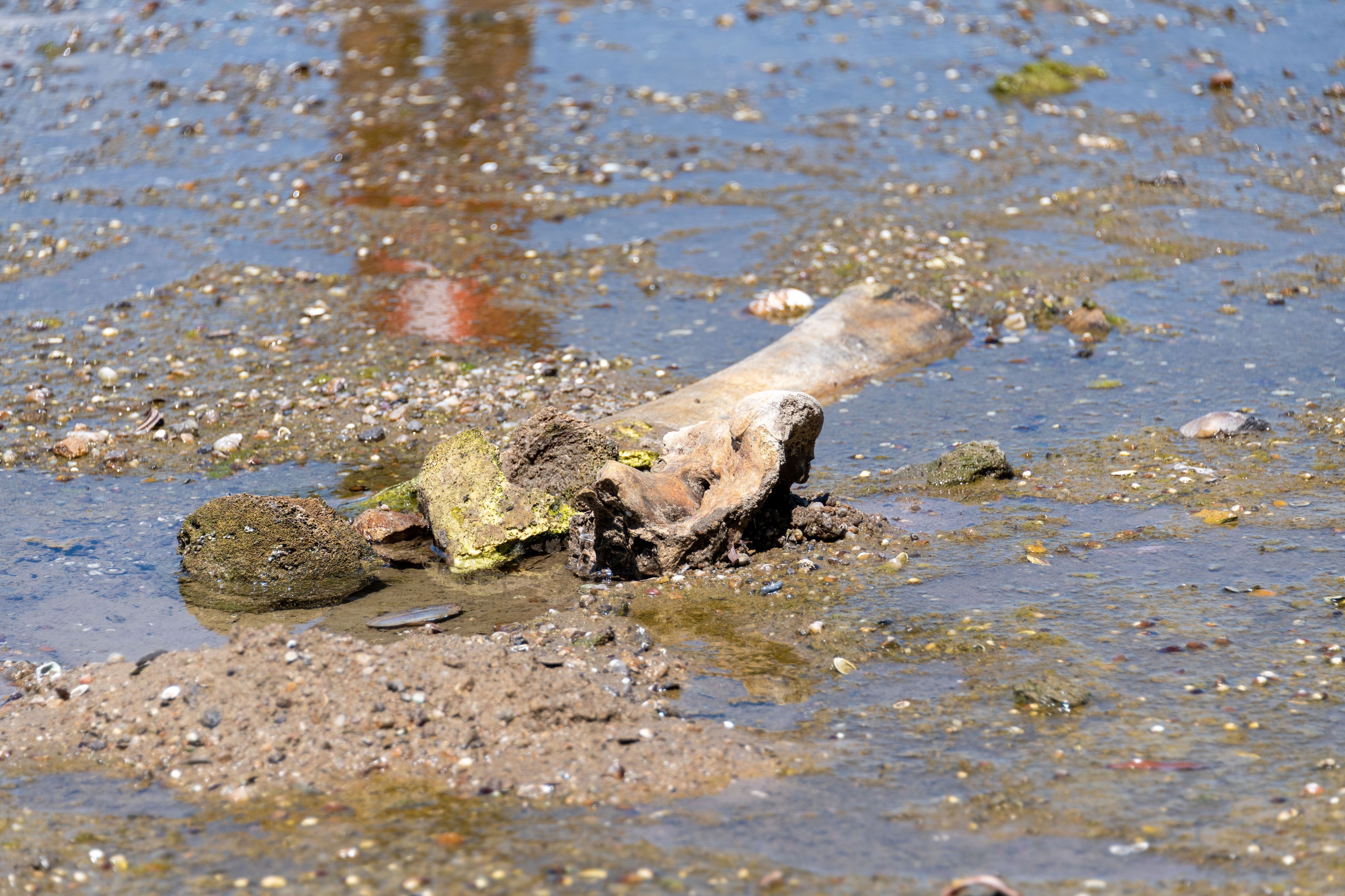 Überreste eines Mammuts liegen am Donauufer in Bulgarien. Wegen der extremen Trockenheit schrumpfte das Flusswasser und brachte Mammutknochen ans Licht.