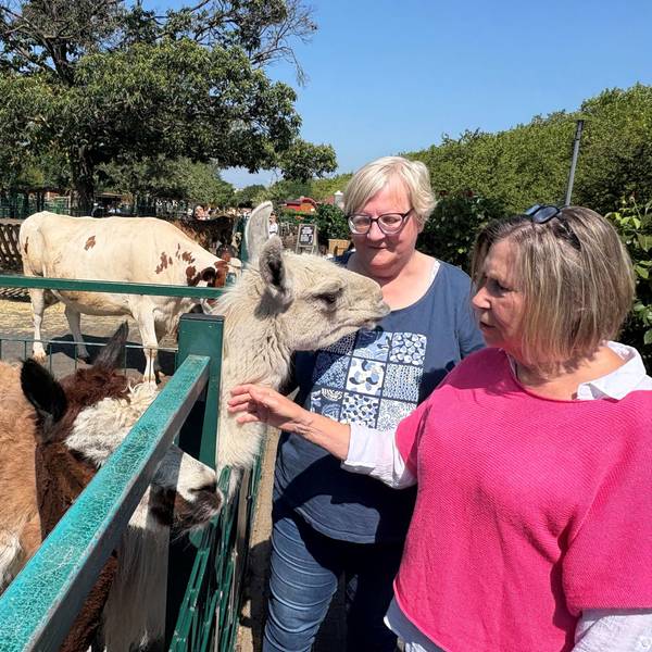 Zwei Frauen streicheln Tiere in einem Gehege.