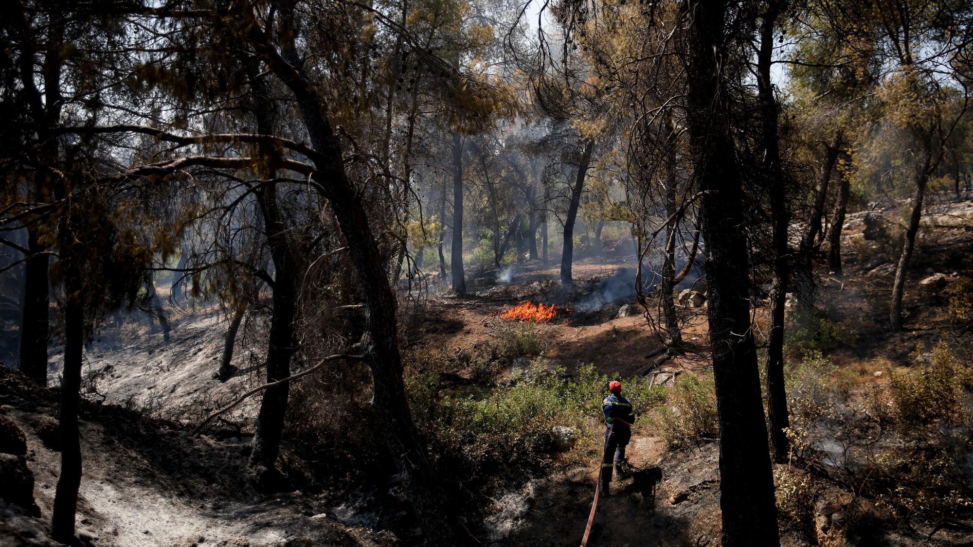 Verbrannte Bäume nach dem jüngsten Brand beim Dorf Psatha.
