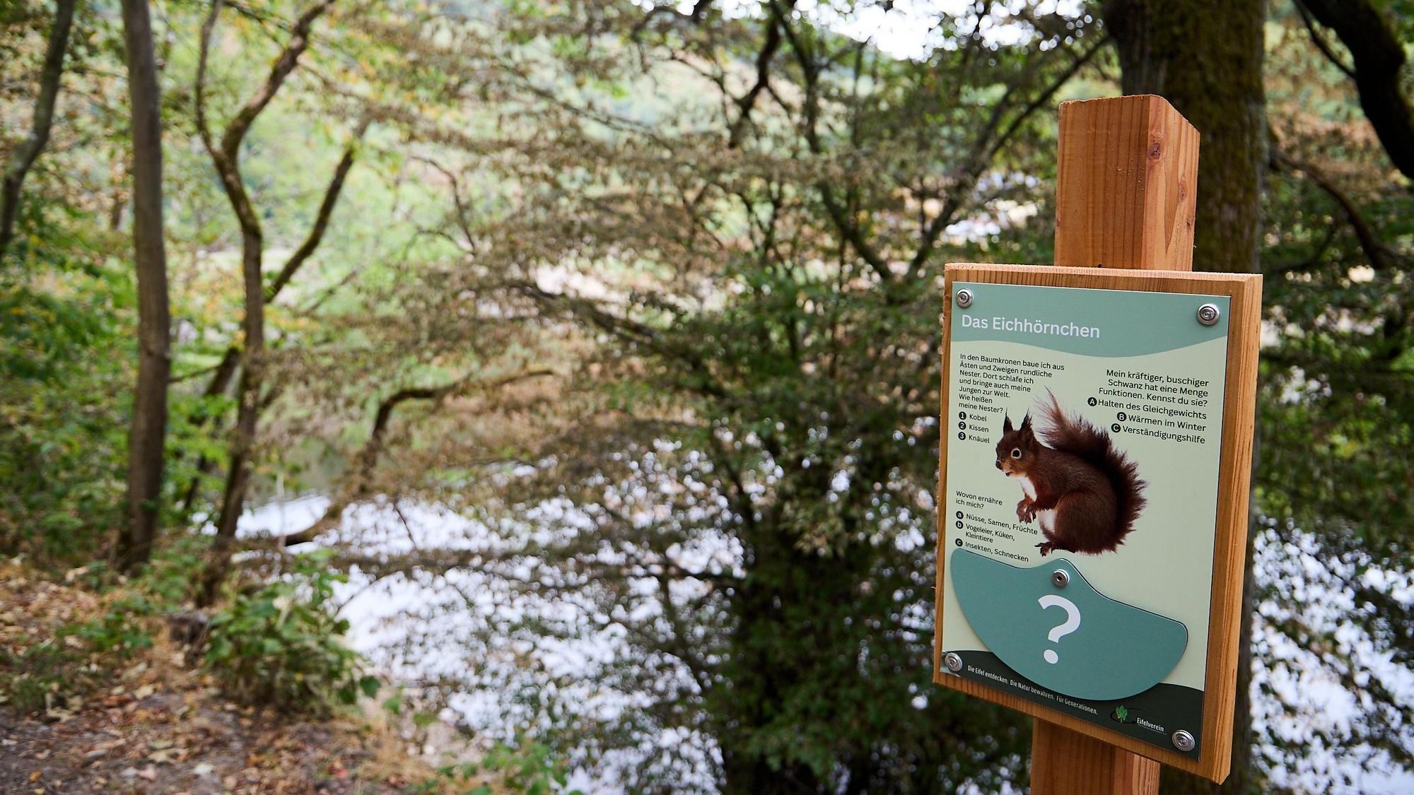 Eine Informationstafel, auf der ein Eichhörchen erkennbar ist, steht am Rand eines Wanderwegs.