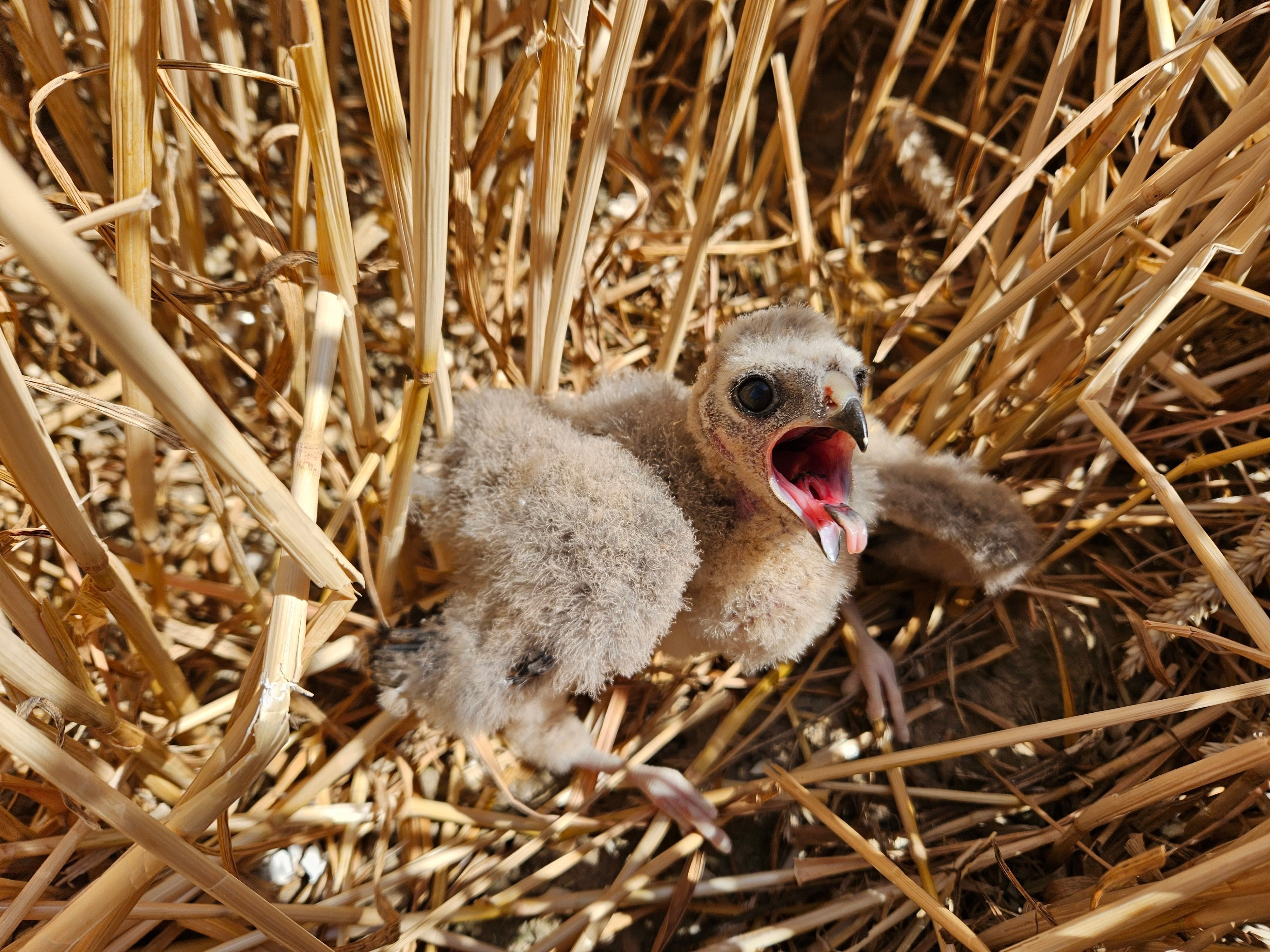 Ein junger Greifvogel sitzt in einem Getreidefeld.