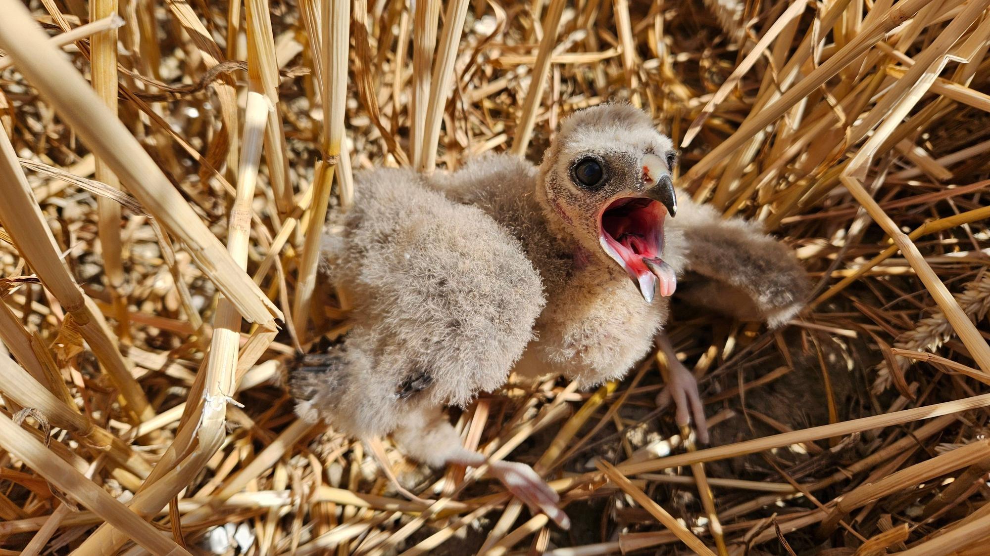 Ein junger Greifvogel sitzt in einem Getreidefeld.