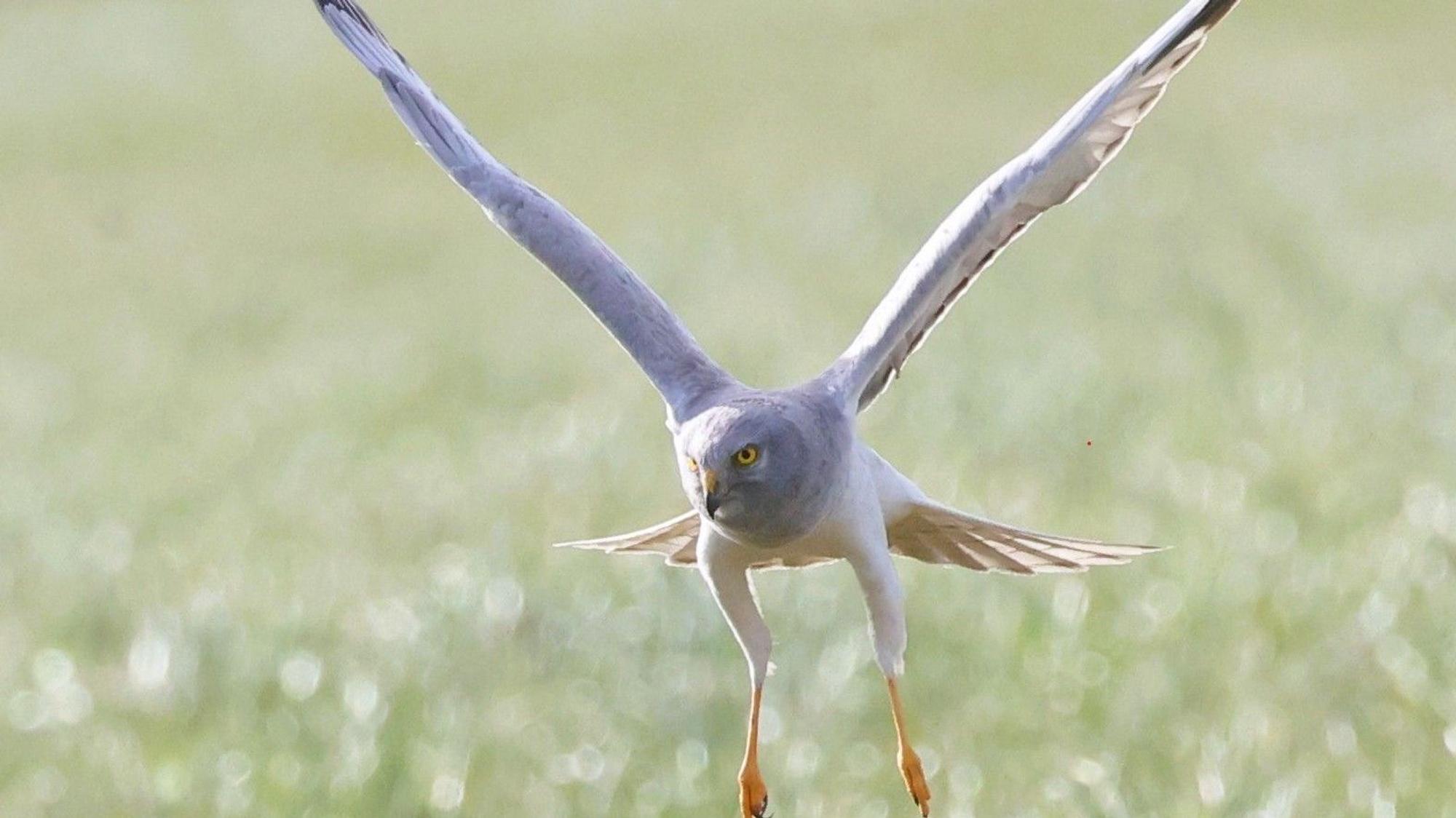 Zu sehen ist das ausgewachsene Männchen einer Kornweihe im Flug.