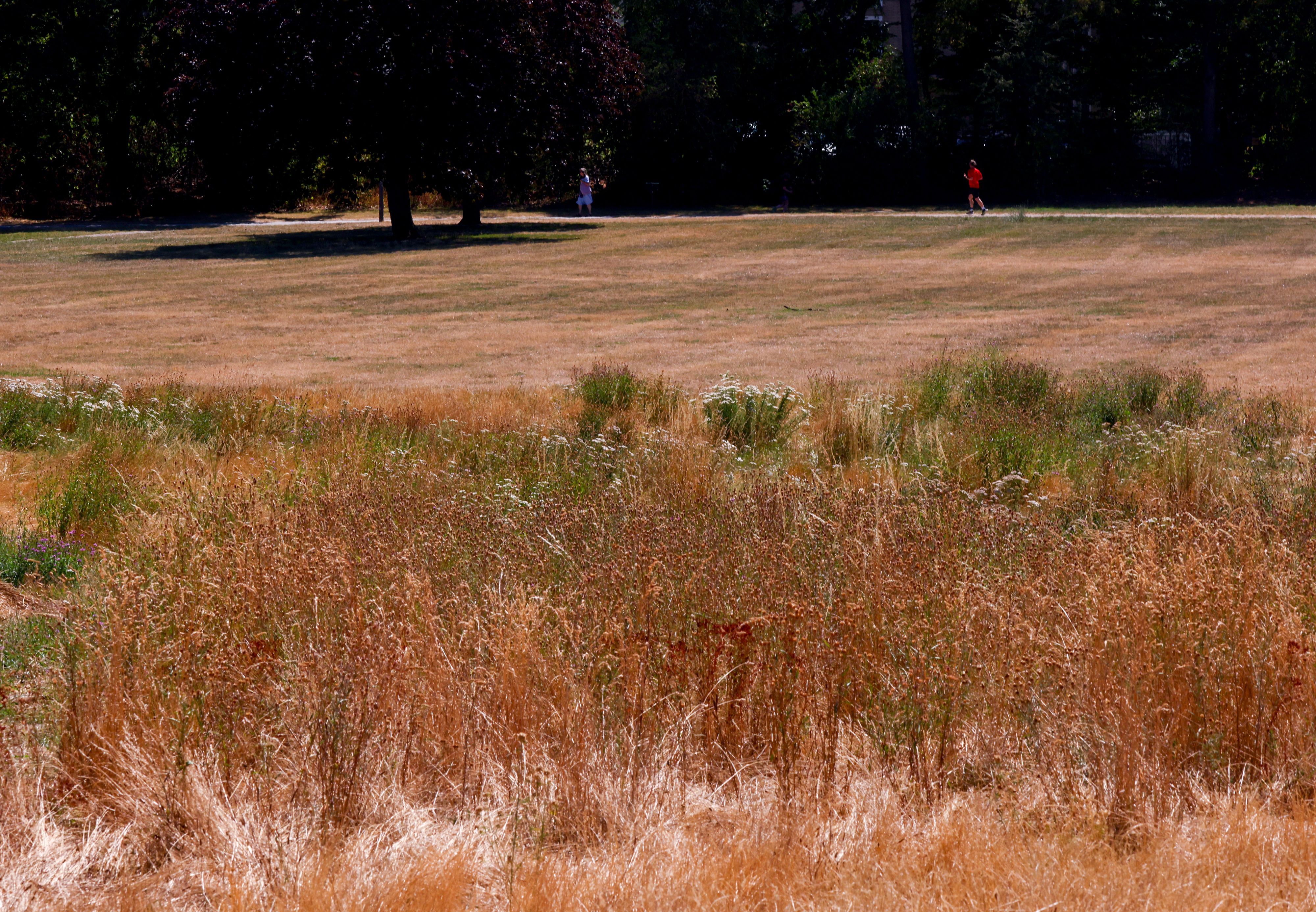 Die andauernde Trockenheit der letzten Wochen und die Hitze der letzten Tage zeigt sich in den Kölner Grünflächen. Im Johannes-Giesberts-Park ist das Gras zu einer trockenen, gelben Fläche geworden.