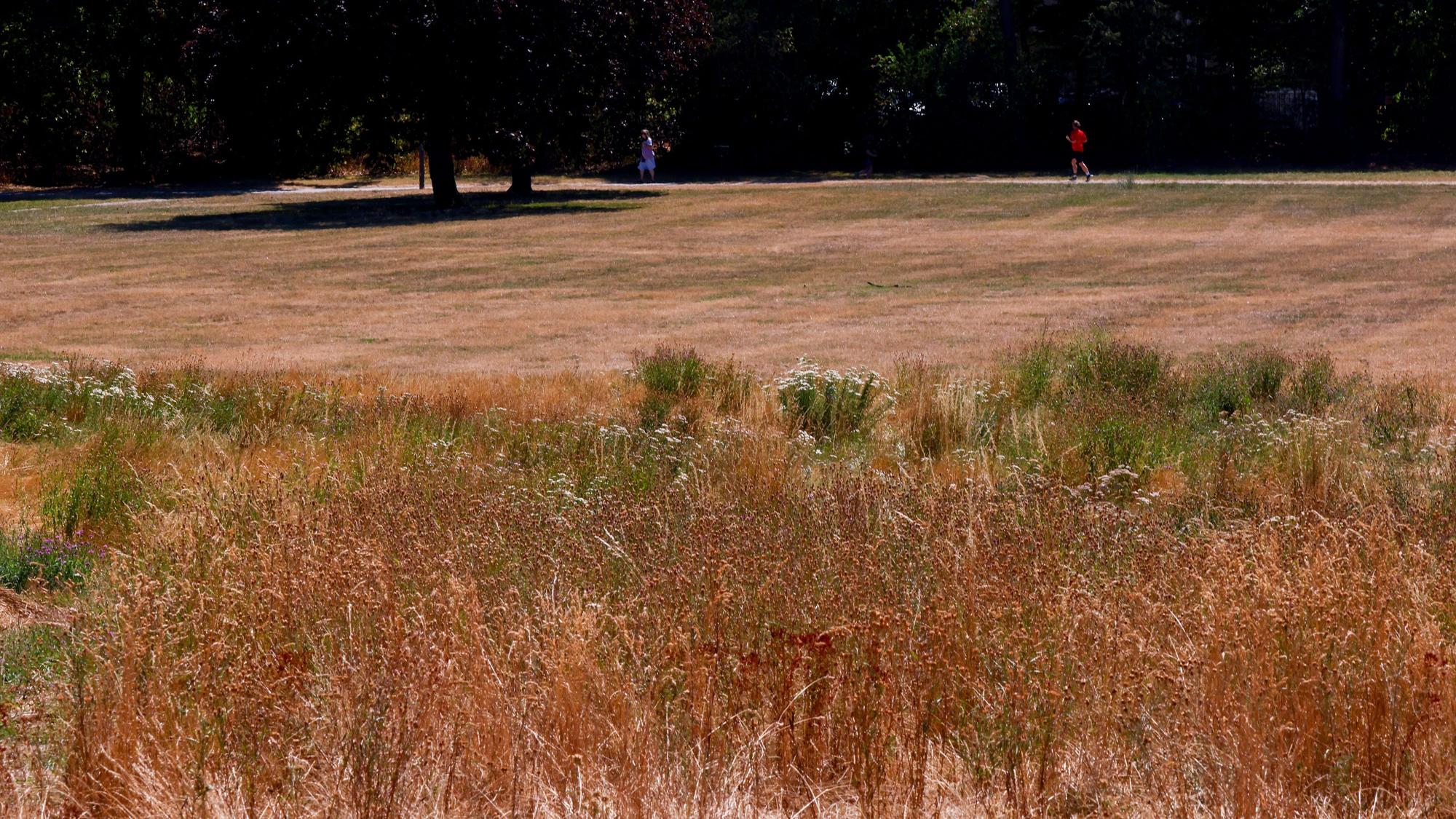 Die andauernde Trockenheit der letzten Wochen und die Hitze der letzten Tage zeigt sich in den Kölner Grünflächen. Im Johannes-Giesberts-Park ist das Gras zu einer trockenen, gelben Fläche geworden.