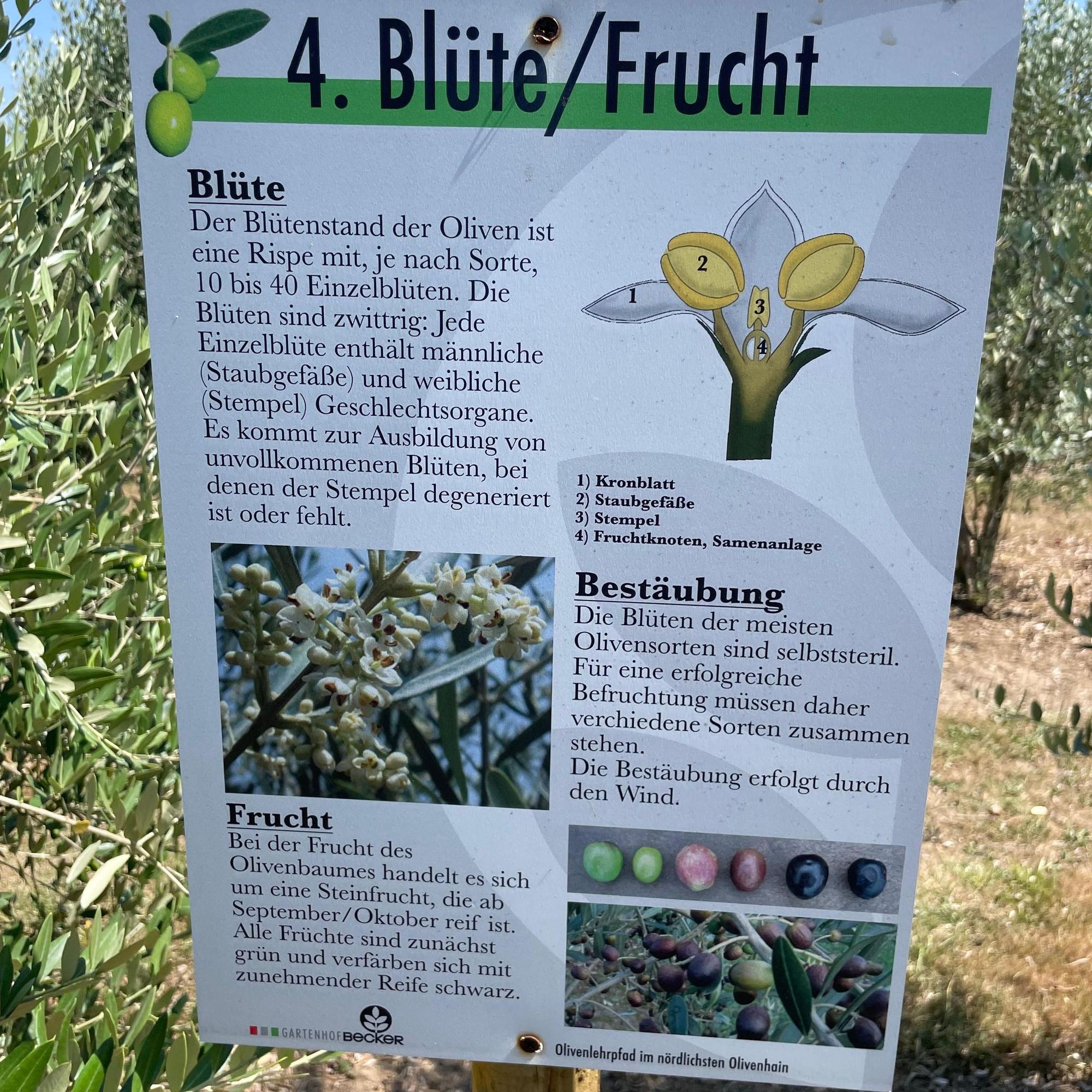 Eine Tafel informiert über den Olivenbaum.