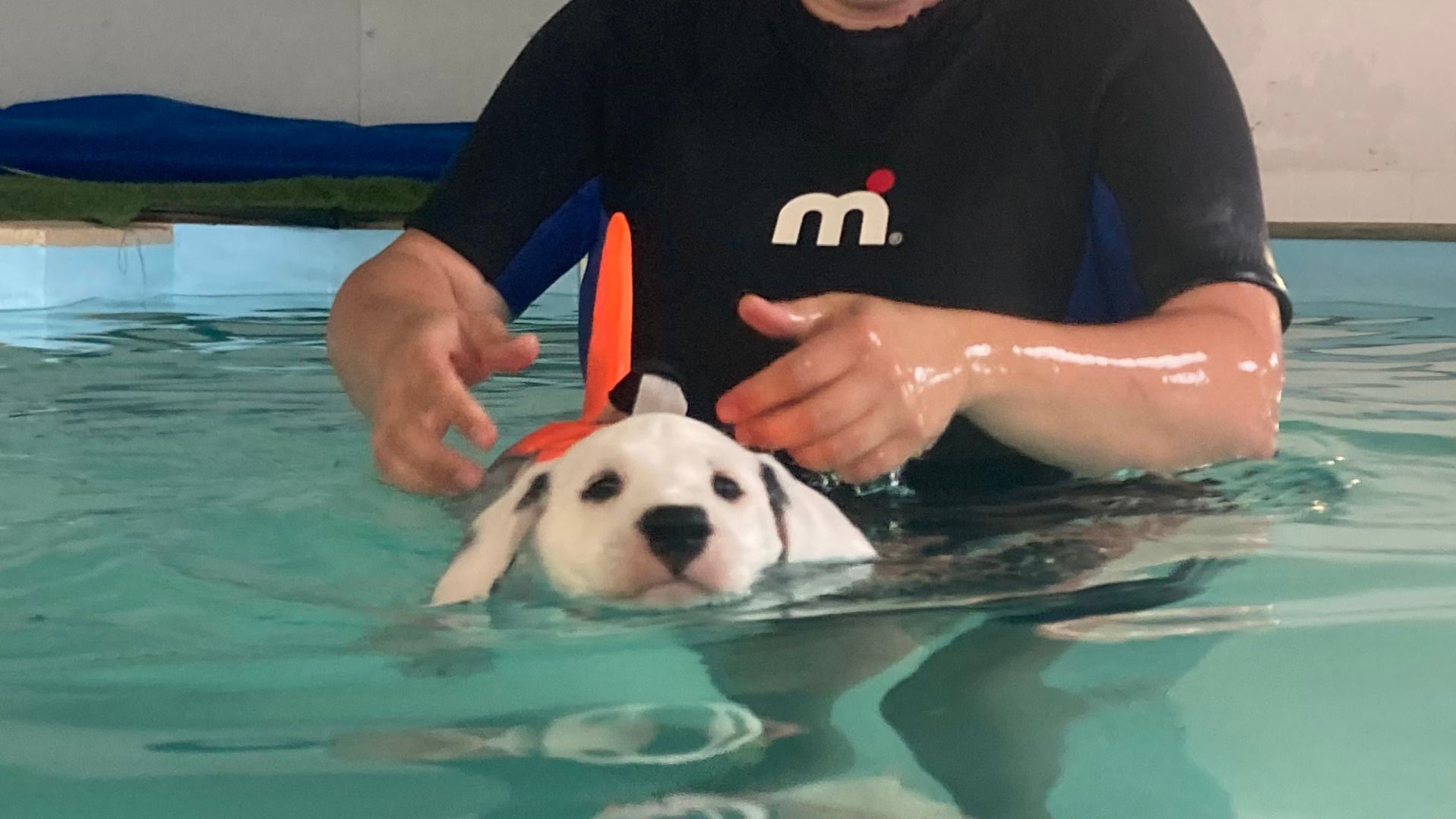 Manche Welpen sind im Wasser noch etwas unsicher.