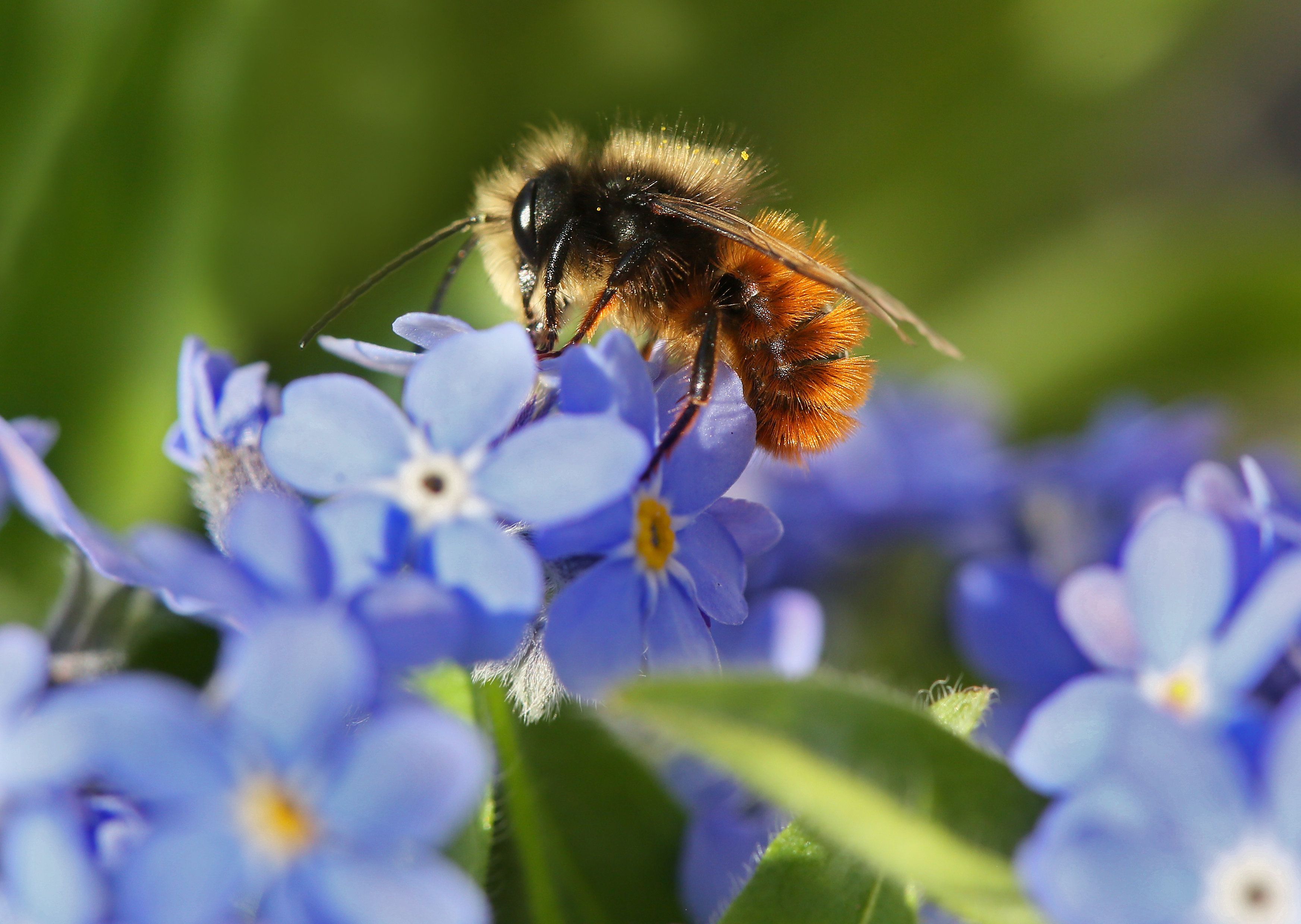 Eine Biene an einer blauen Blüte.