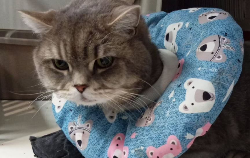 Kater Pasha