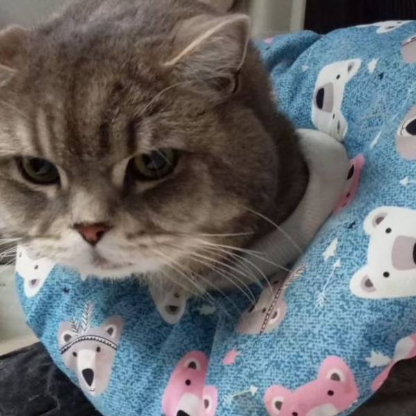 Kater Pasha