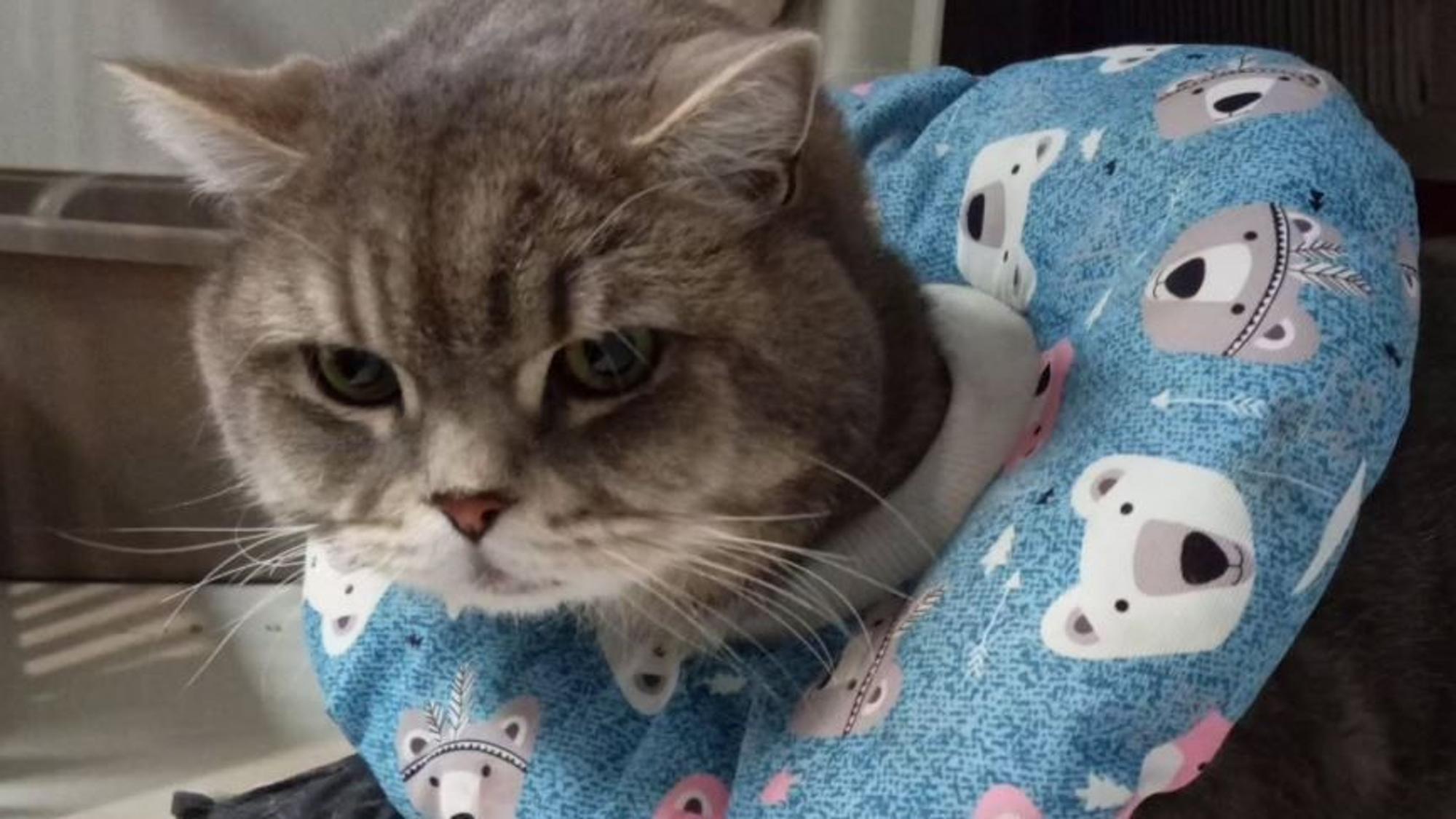 Kater Pasha