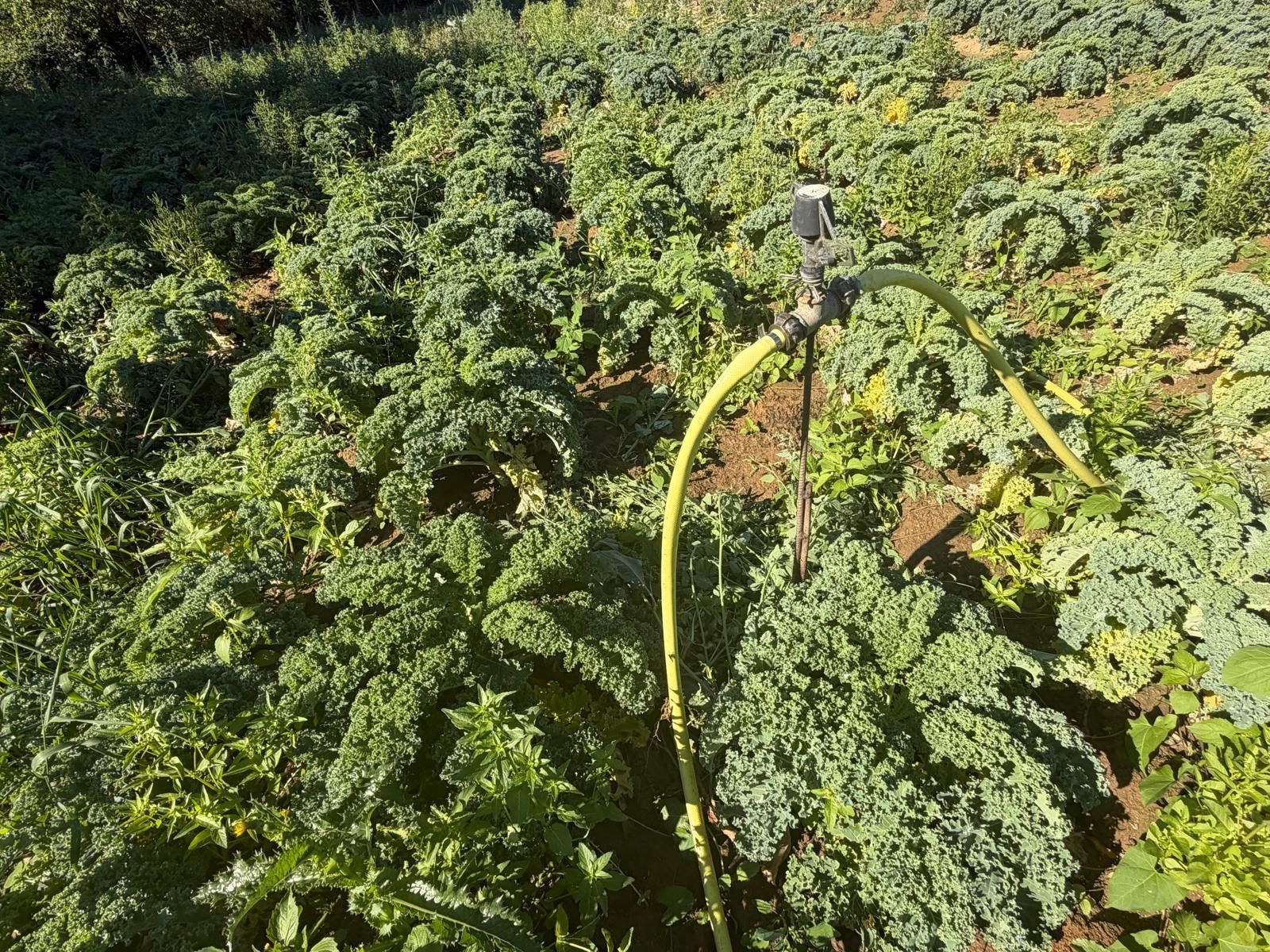 Einige Pflanzen wie zum Beispiel Zucchini müssen stärker mit Wasser versorgt werden.