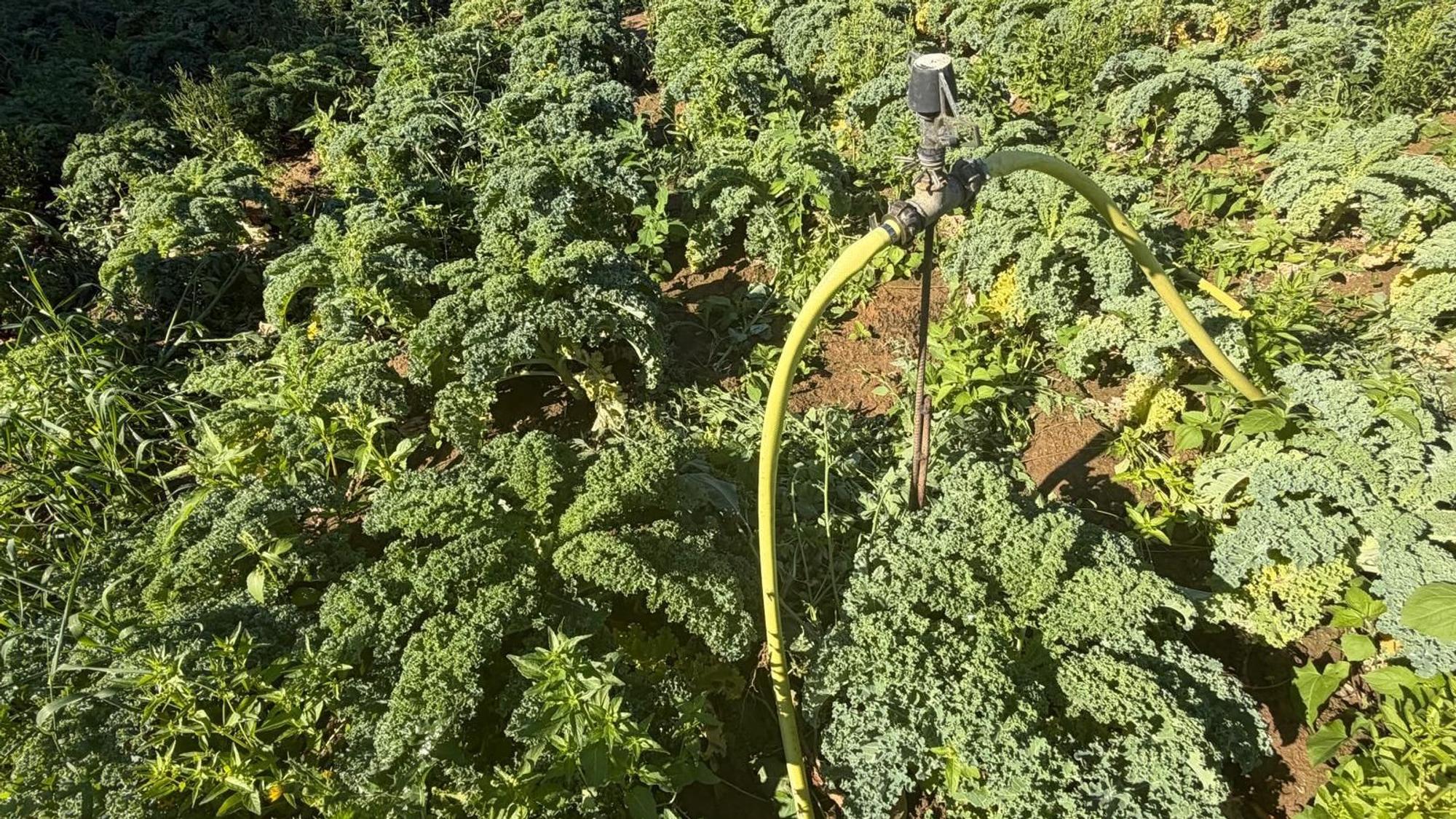 Einige Pflanzen wie zum Beispiel Zucchini müssen stärker mit Wasser versorgt werden.