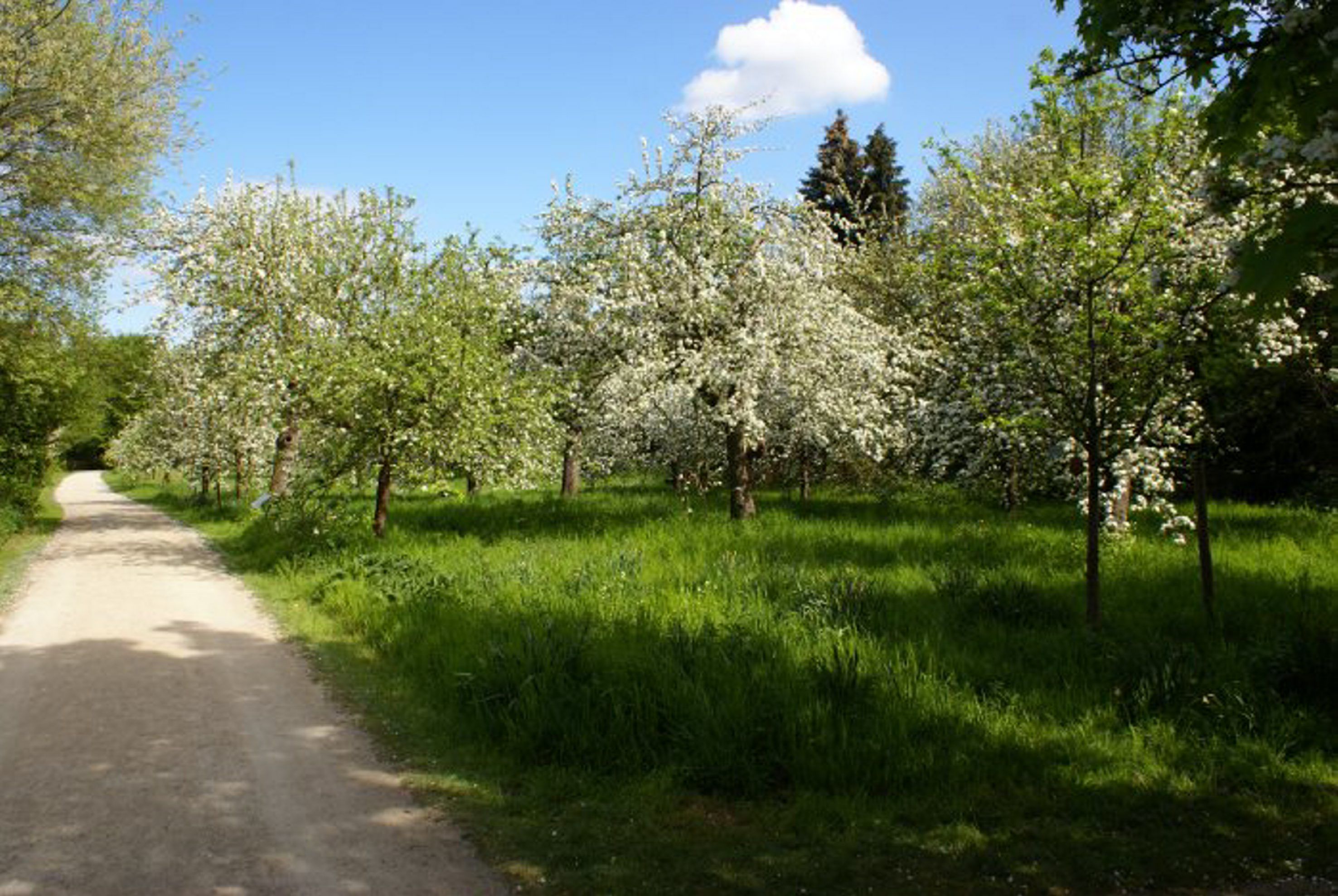 Bäume im Finkens Garten