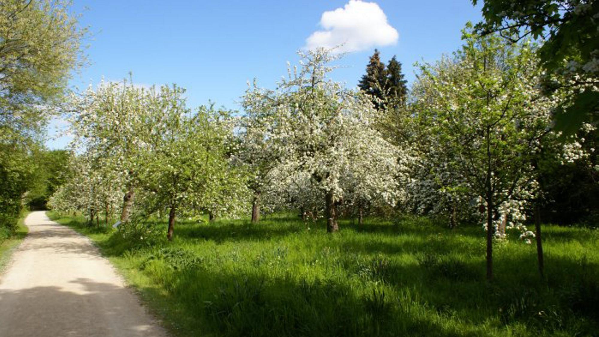 Bäume im Finkens Garten