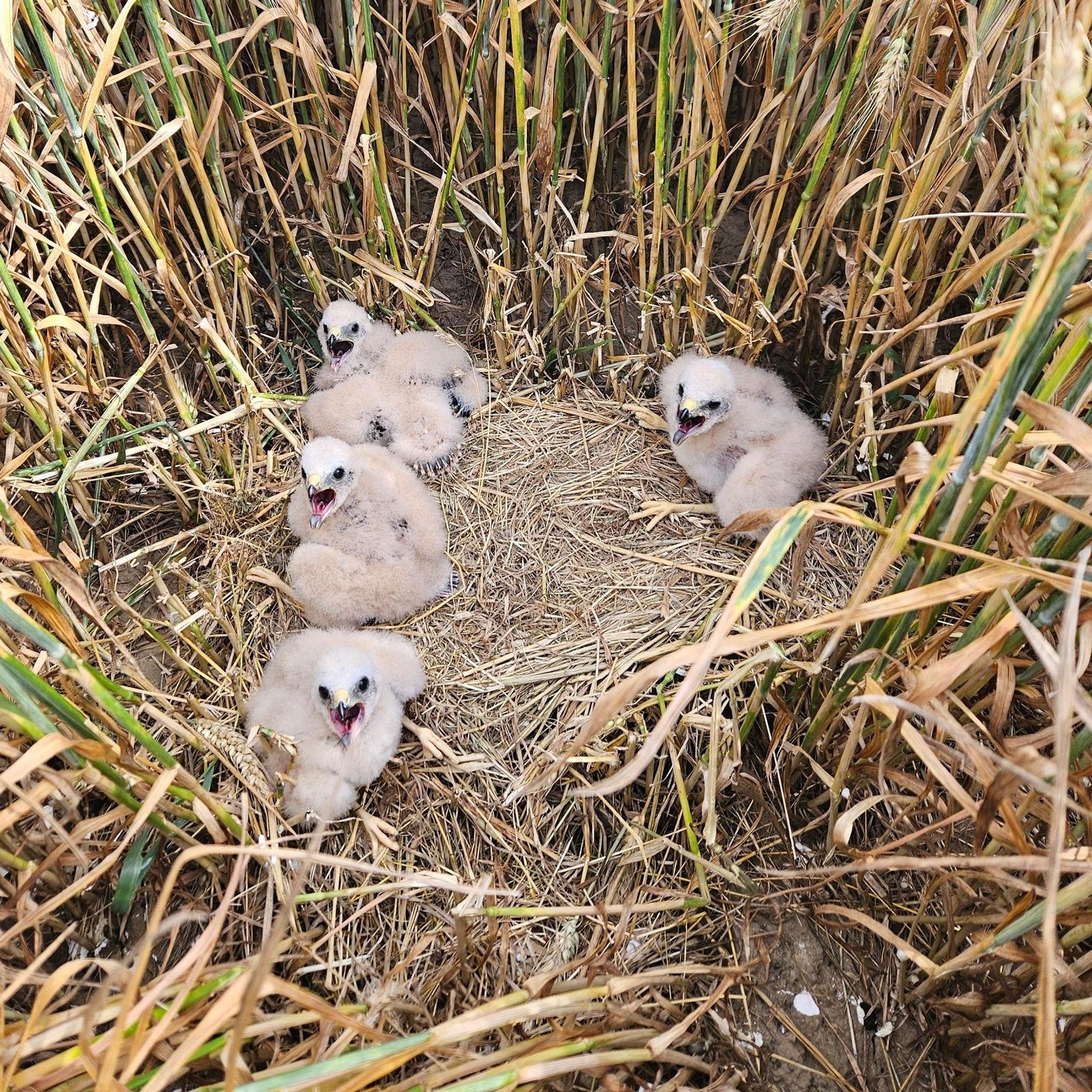 Vier Küken mit Flaumfedern sitzen in ihrem Nest im Kornfeld.