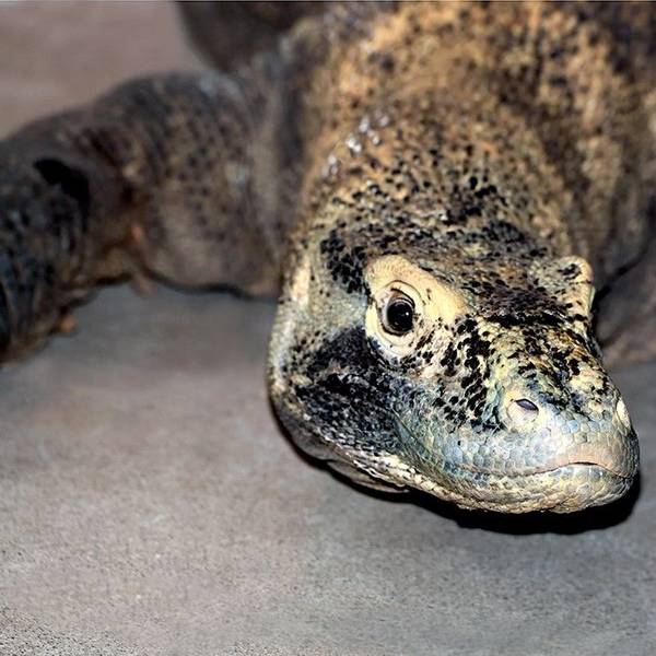 Ein Komodowaran von vorne