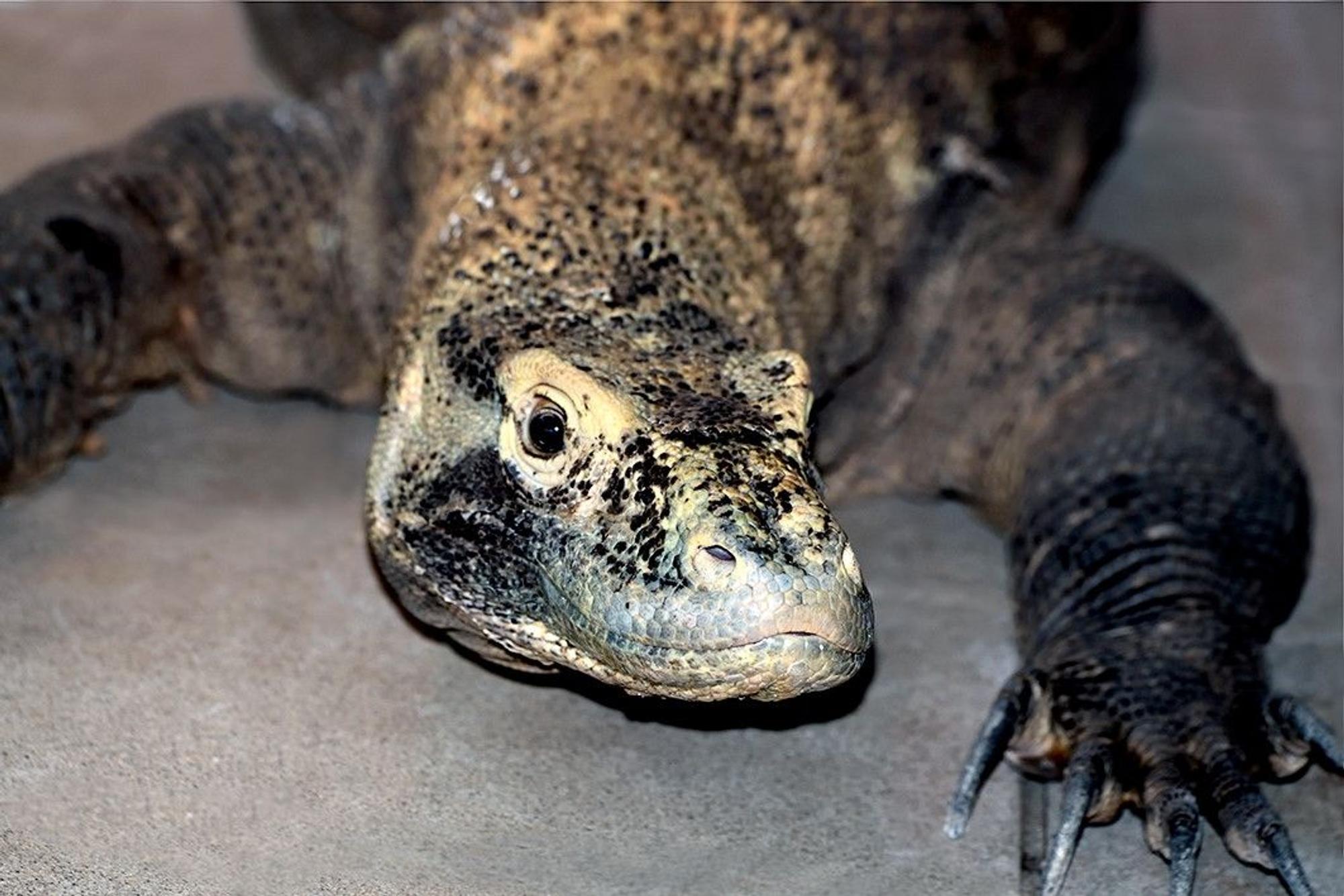 Ein Komodowaran von vorne
